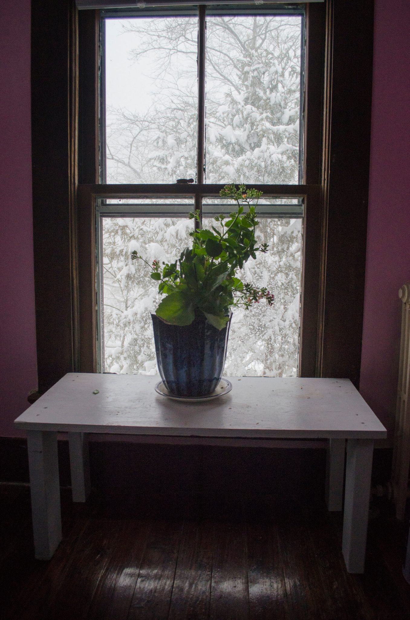 A plant keeps its place in the window while the snow piles up outside.