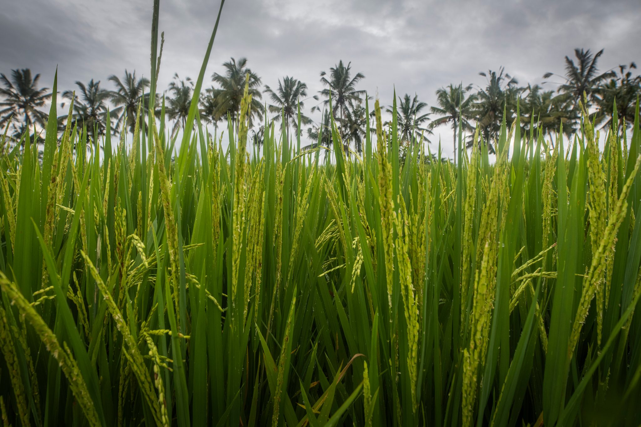 Rice heads bend under their own weight beneath a line of palms.