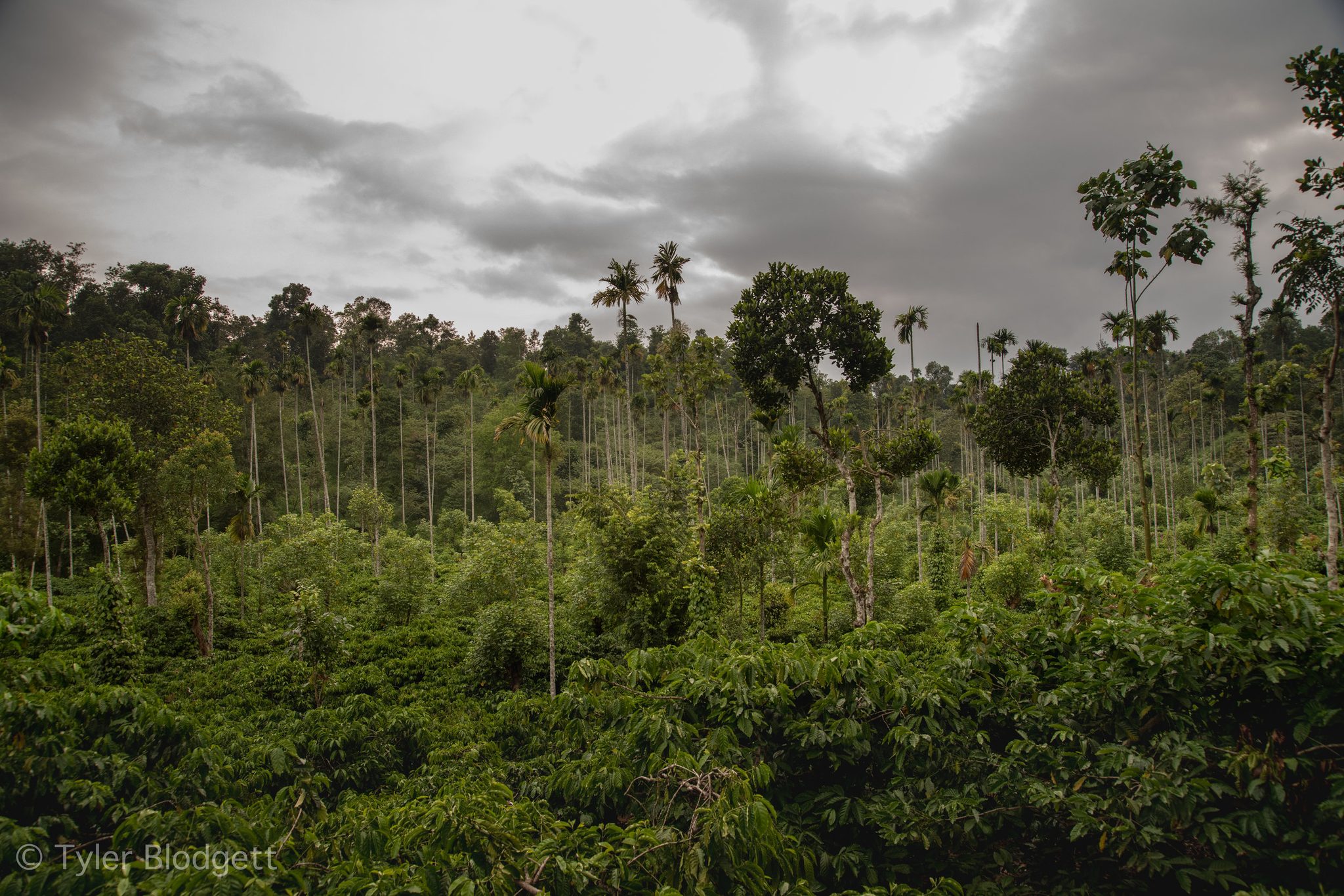 Areca palms rise out of the plantation under a heavy sky.