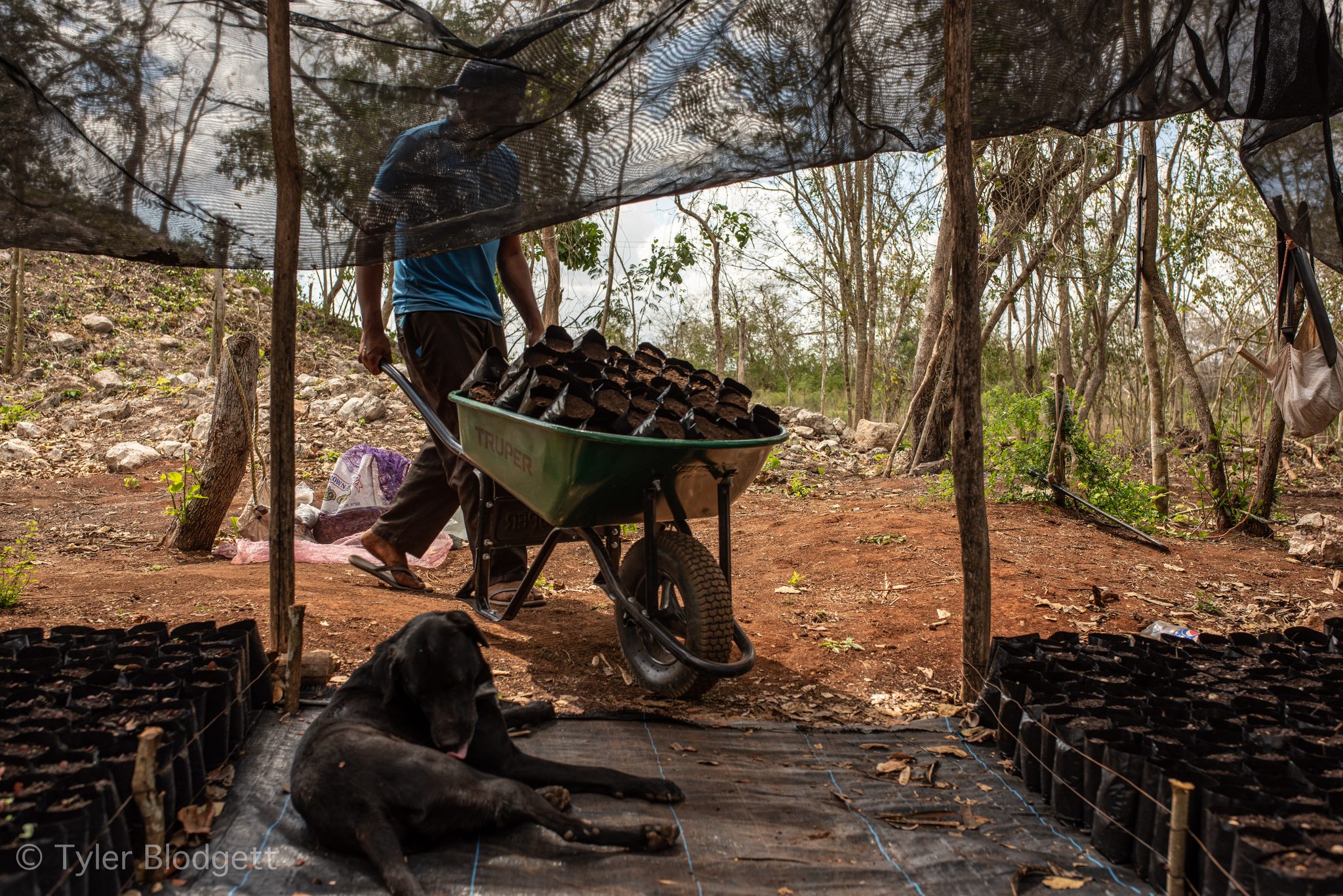 A man pushes a wheelbarrow of seedlings past a dog napping in the shade.