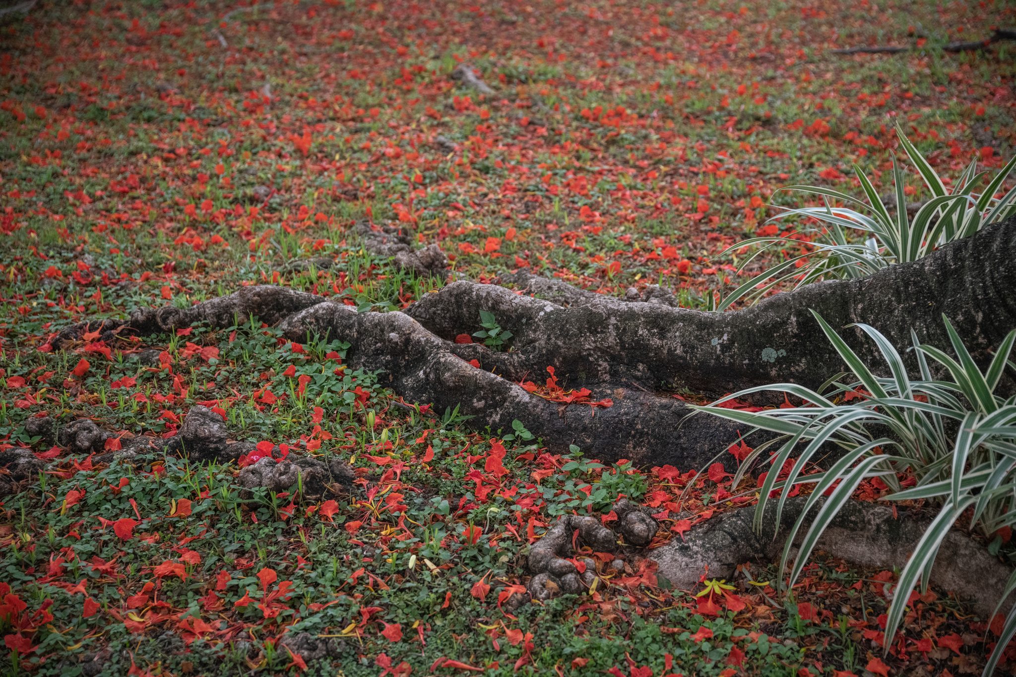 Roots running across grass carpeted in fallen red petals.
