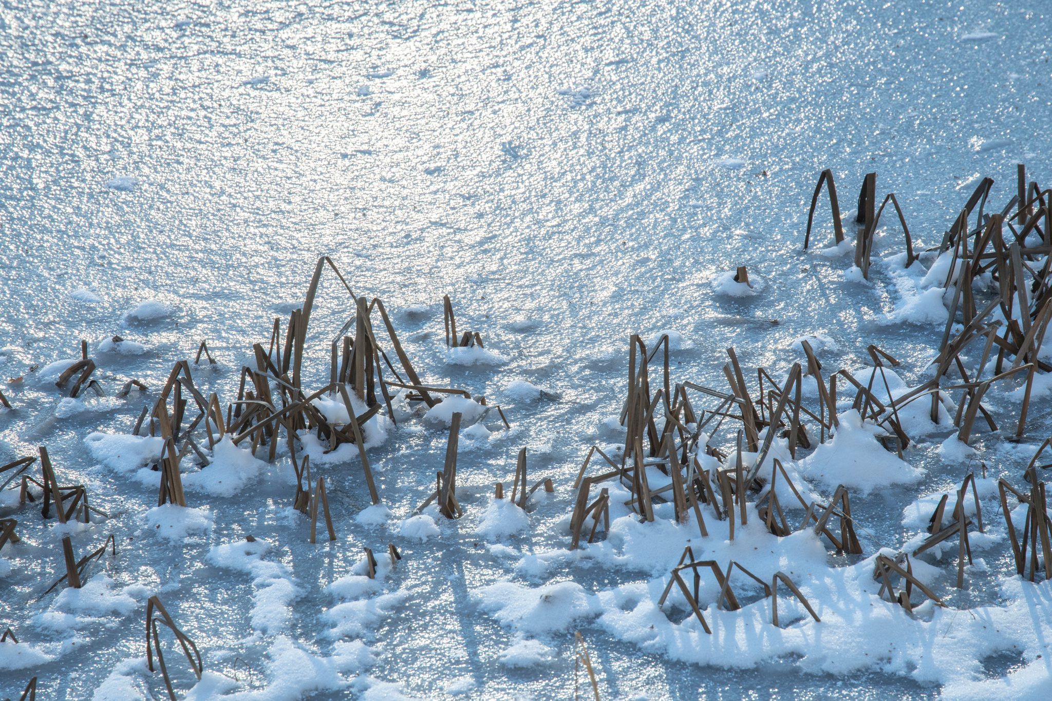 Reed stubble pokes through the ice at the pond's edge.