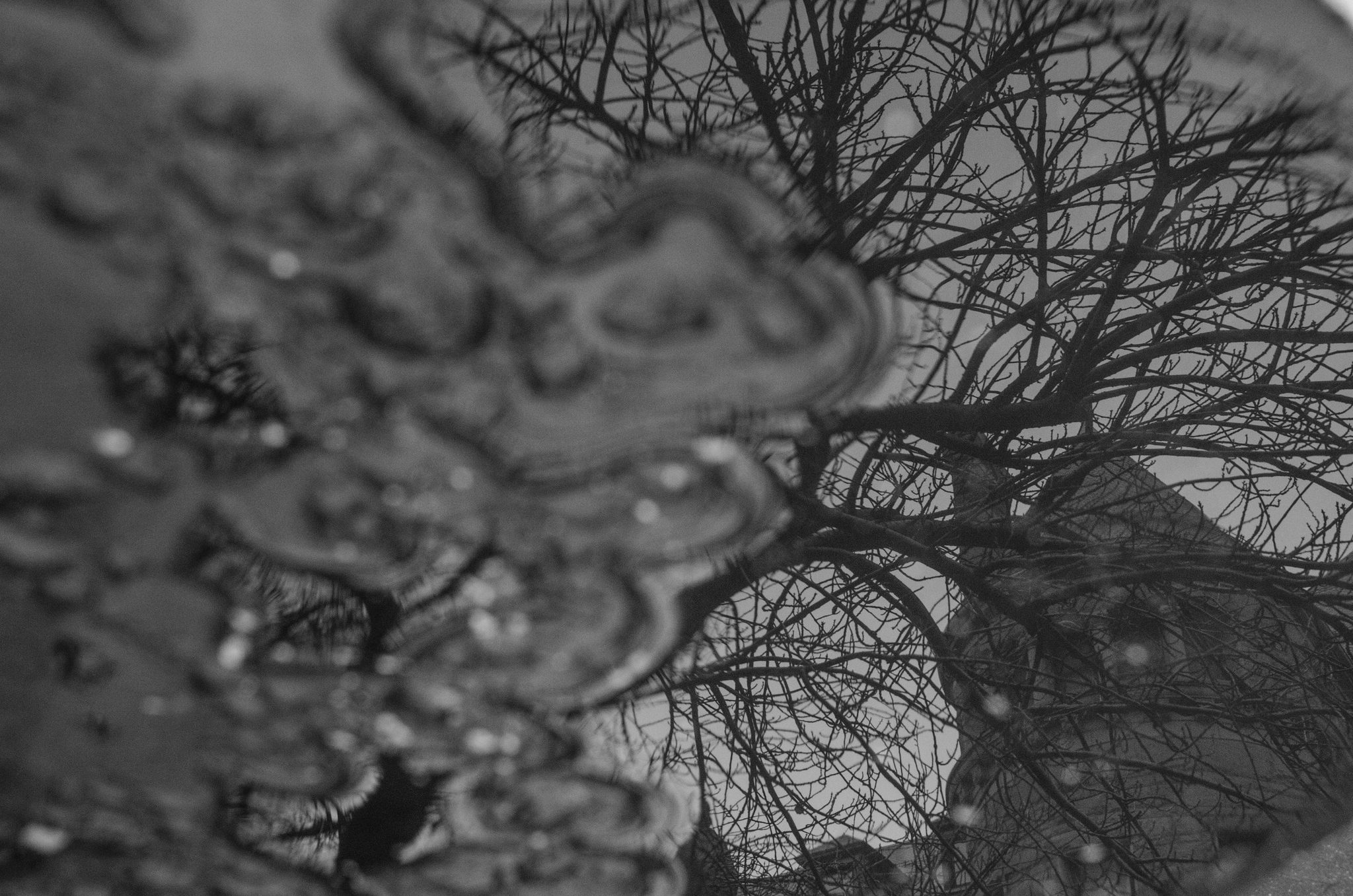Bare branches reflected in a rippled puddle.