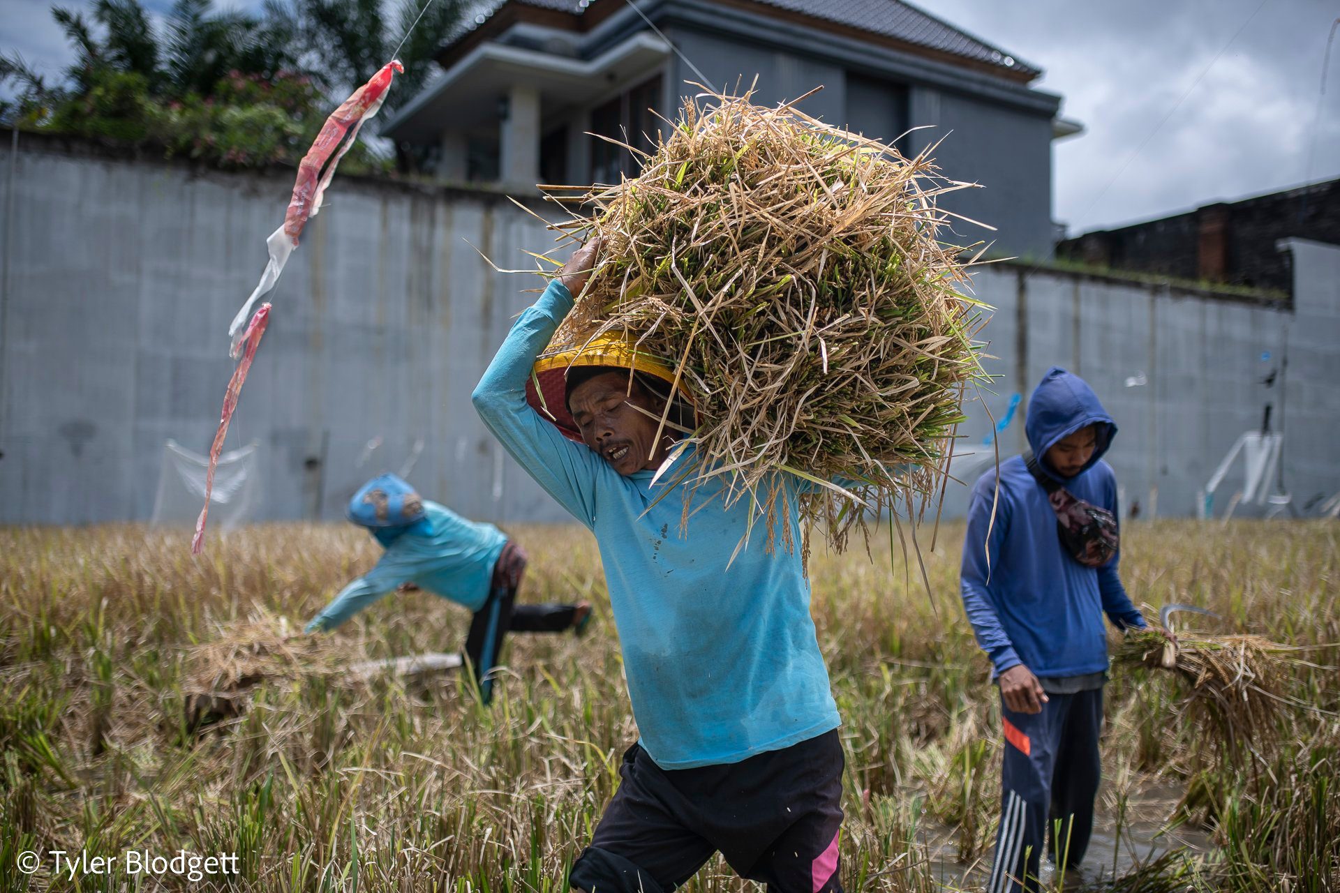 Harvest hands haul rice straw across the field, a concrete wall rising right at the paddy's edge.