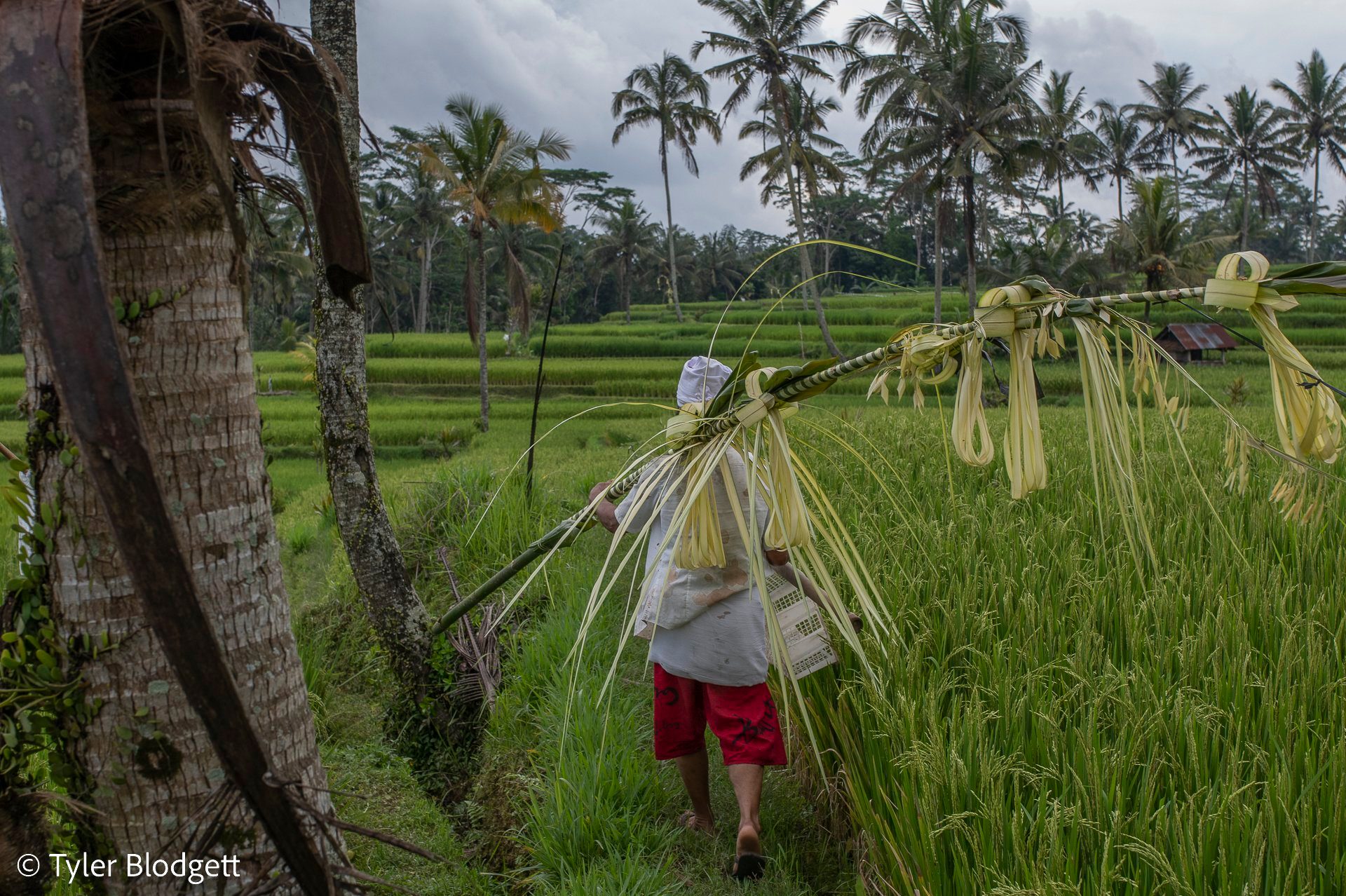A woman carries a pole hung with woven palm leaves along the edge of the rice field.