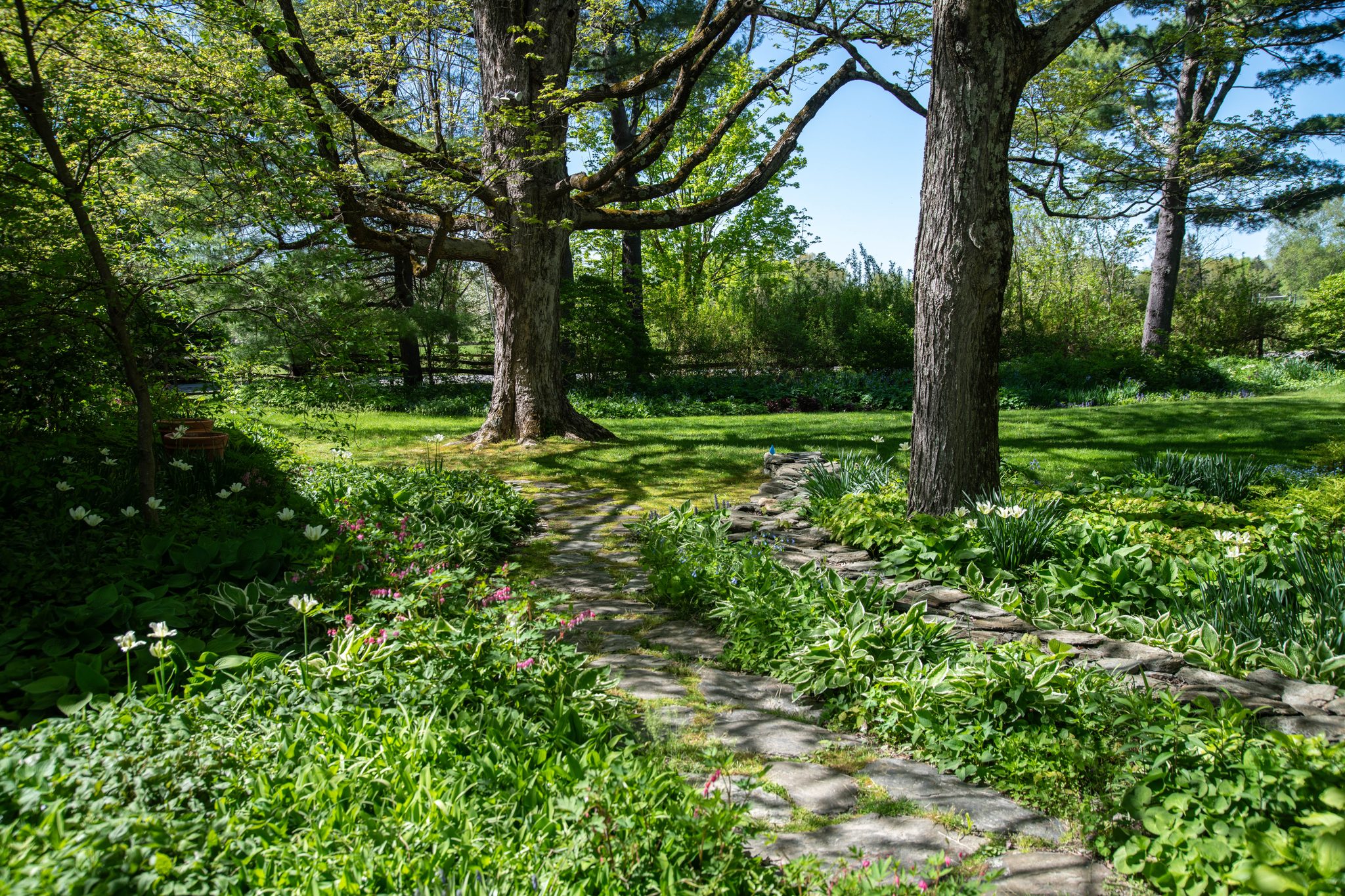 A flagstone path winds between old trees, moss and ferns taking back the edges.