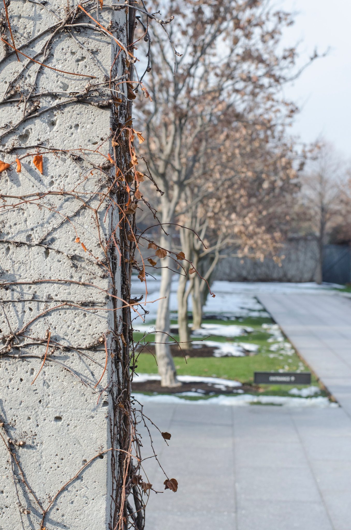 Bare vines climb a concrete wall along a quiet path.