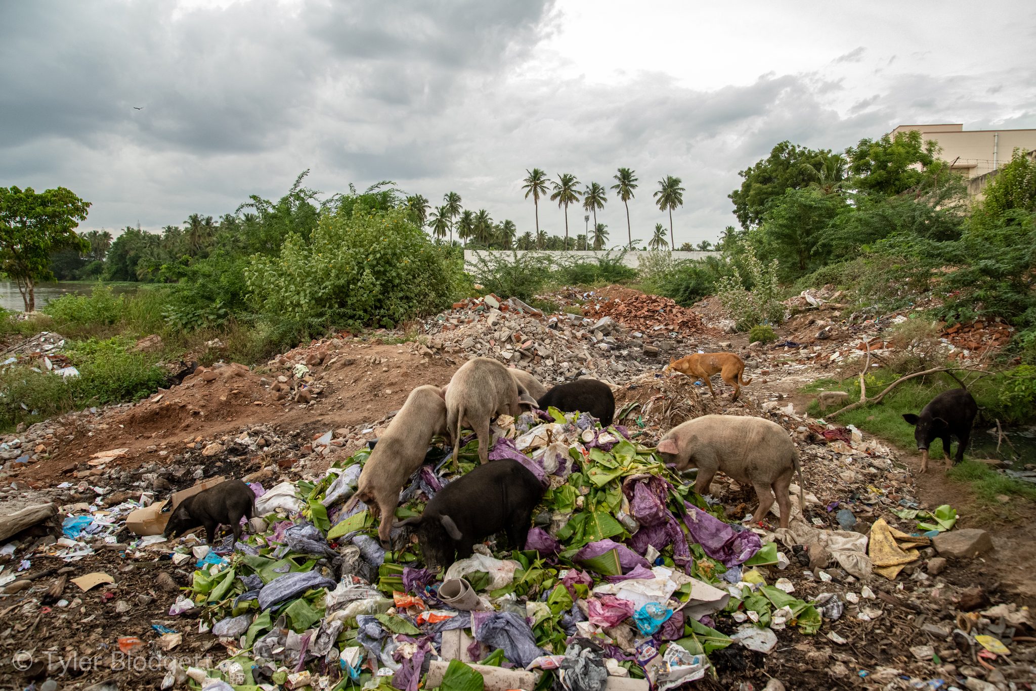 Pigs root through a mound of rubbish beneath the palms.