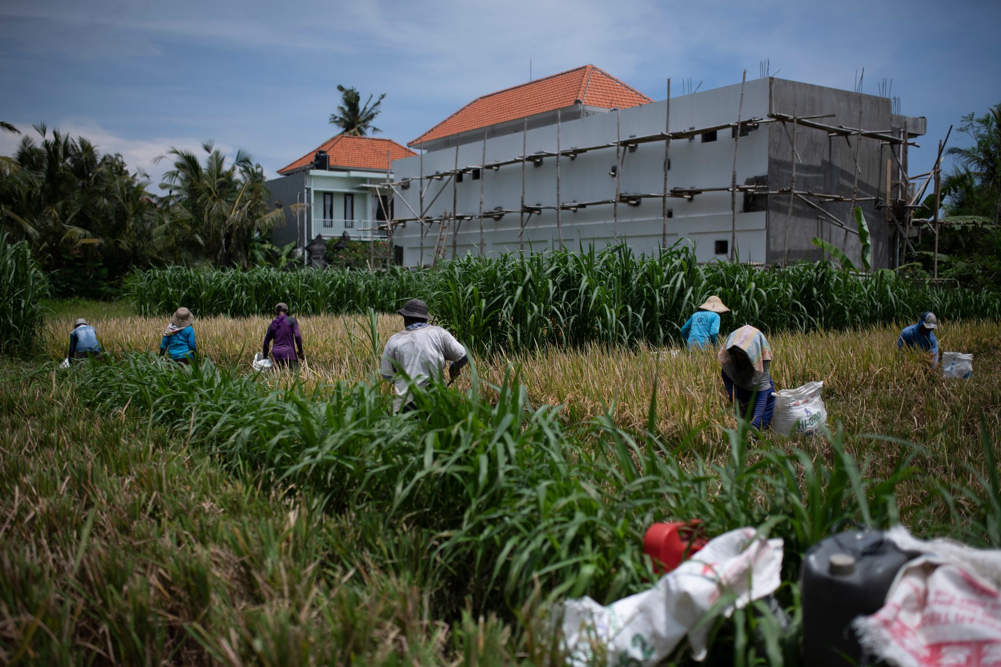 Harvesters work the last of the rice beside a new building still wrapped in scaffolding.