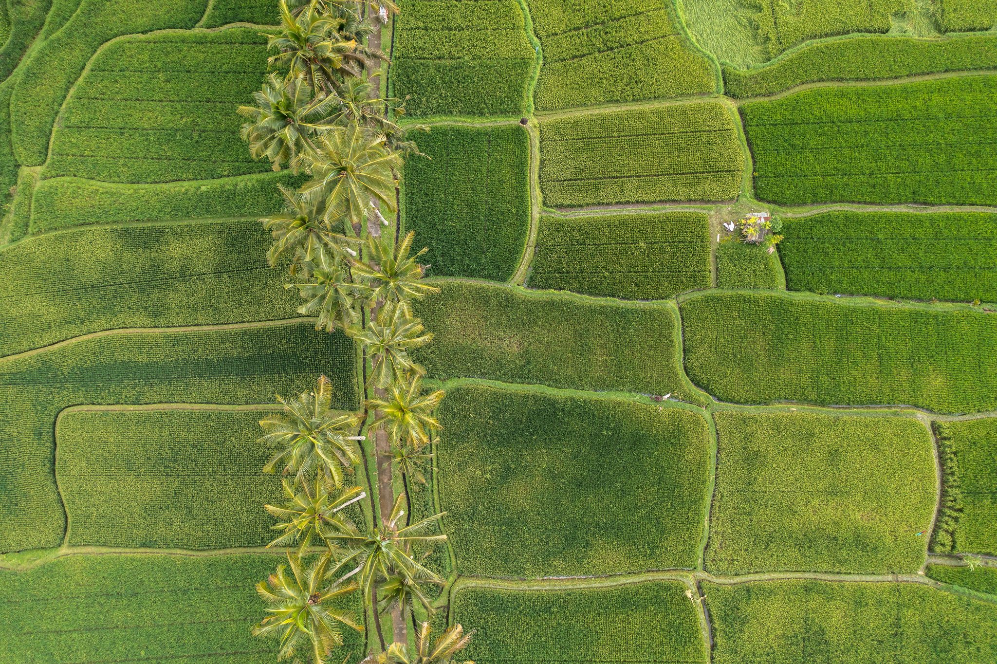 Palms line a narrow path between paddies in every shade of green.