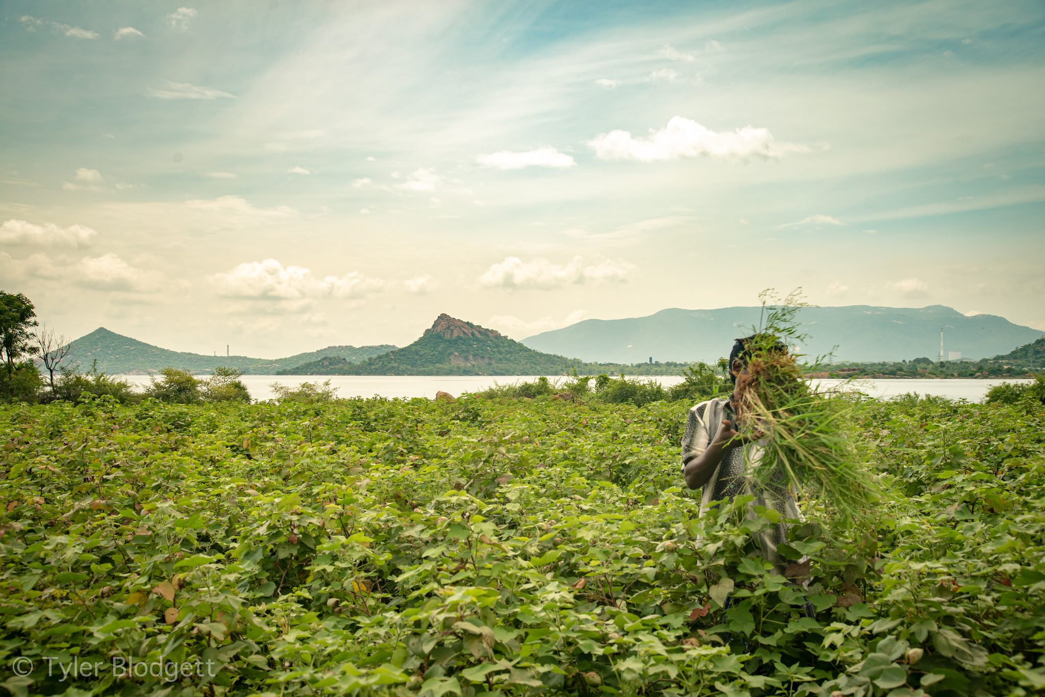 Almost hidden by his load, a man carries an armful of cut grass through the field.