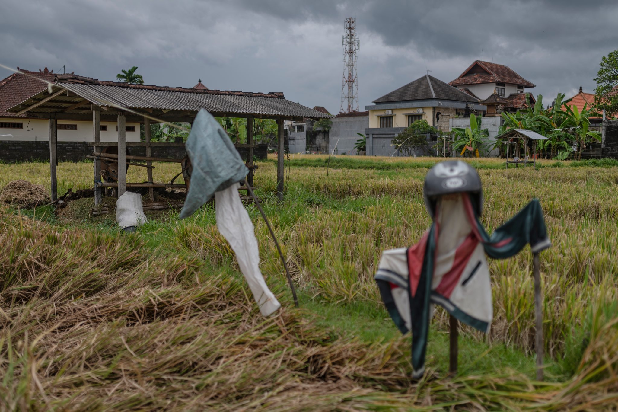 A scarecrow in a helmet guards the harvested field beside the new houses.