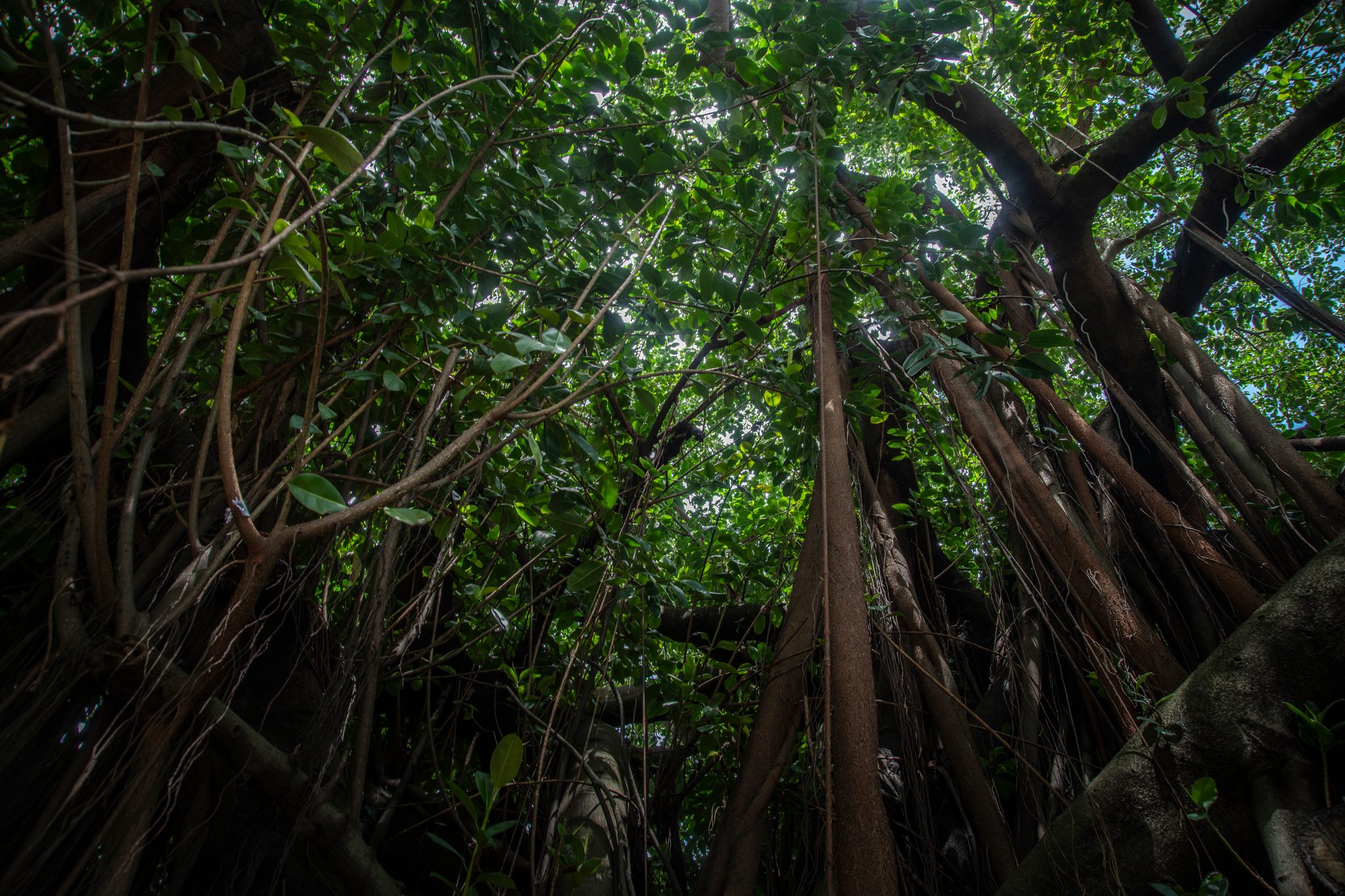 Looking up through the hanging roots of a great fig into the canopy.
