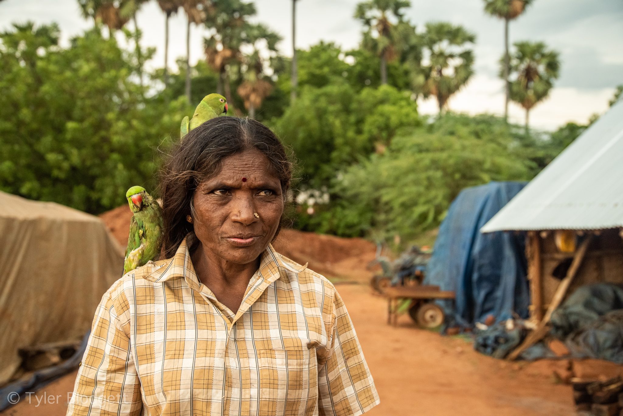 Both birds settle in as she stands among the tarps and red earth.