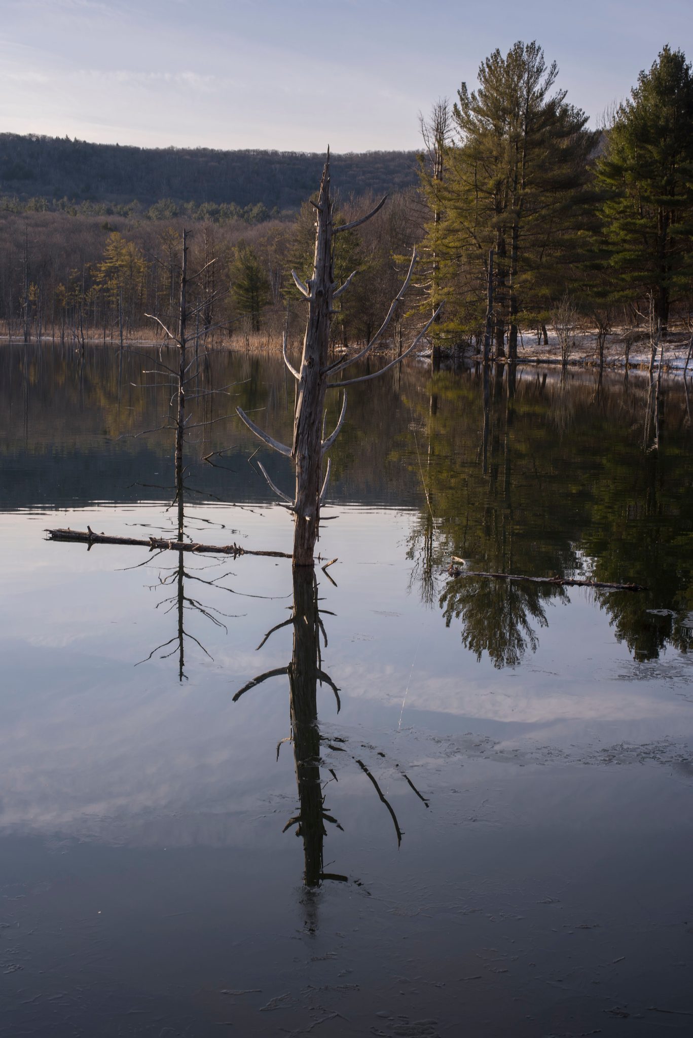 A bare trunk rises from the lake beside its own reflection.