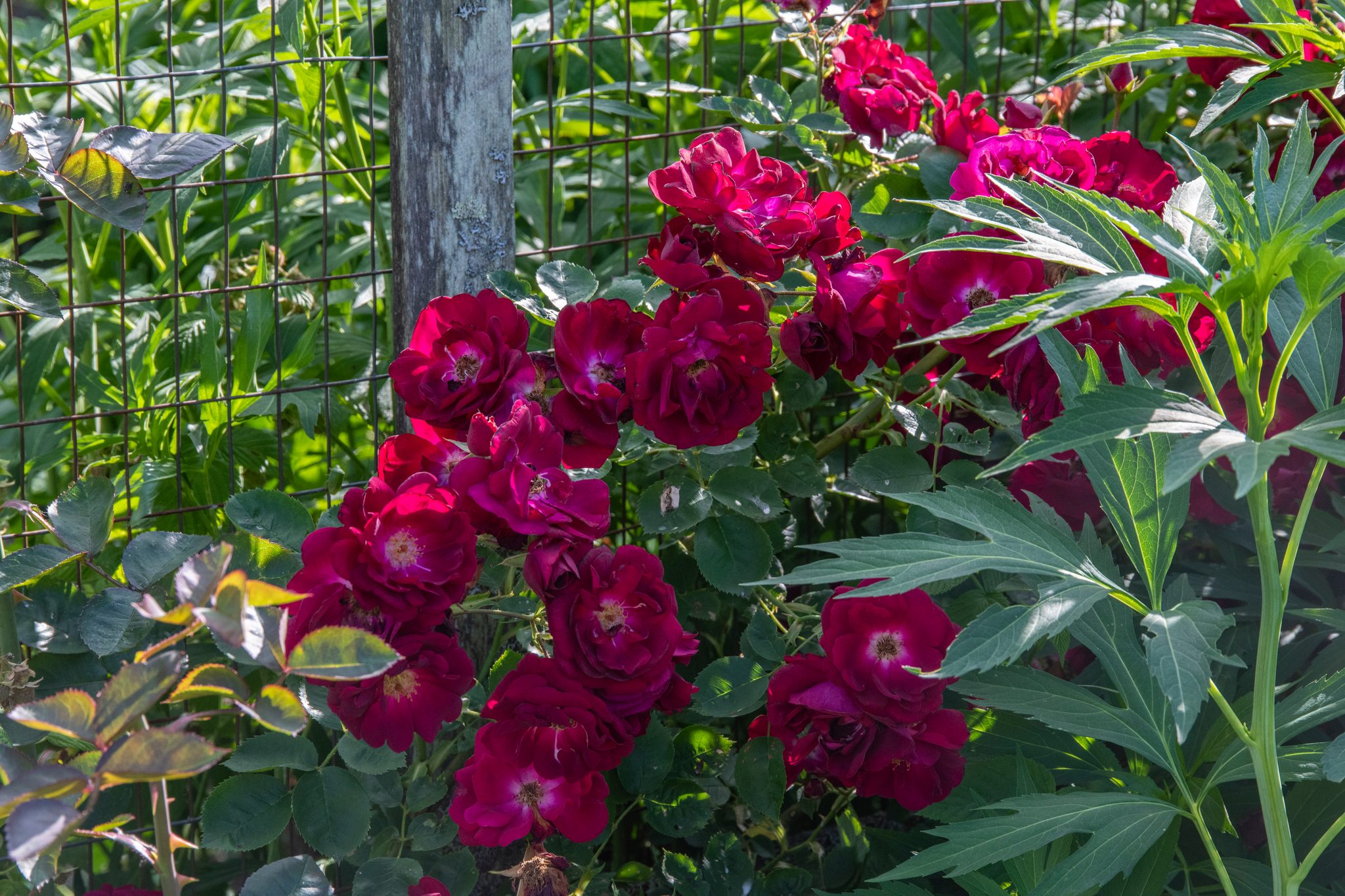 Deep red roses climb the garden fence in June.