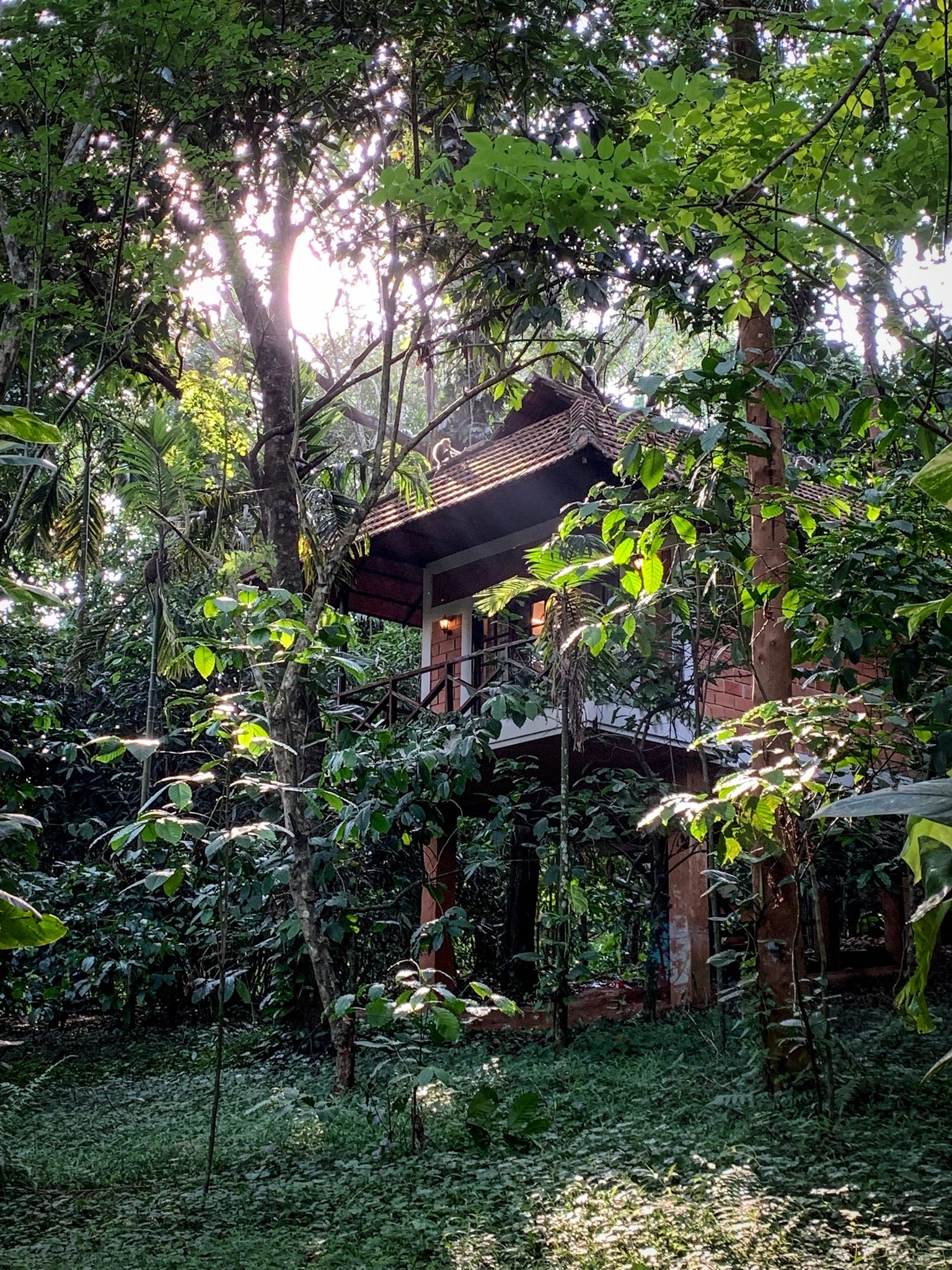 A stilted cottage hides among the trees, light breaking through the canopy.