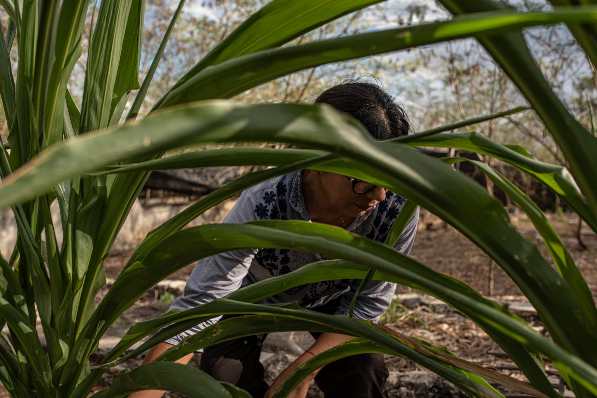 A woman kneels among tall green leaves, tending the young crop by hand.