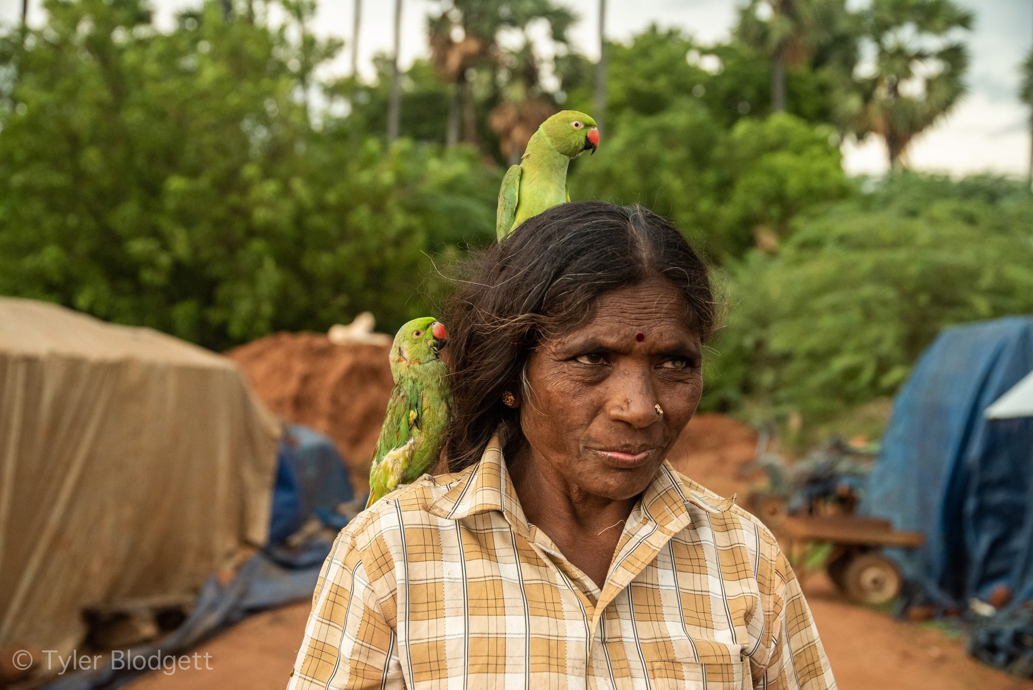 The parakeets stay put as she turns toward the camera.