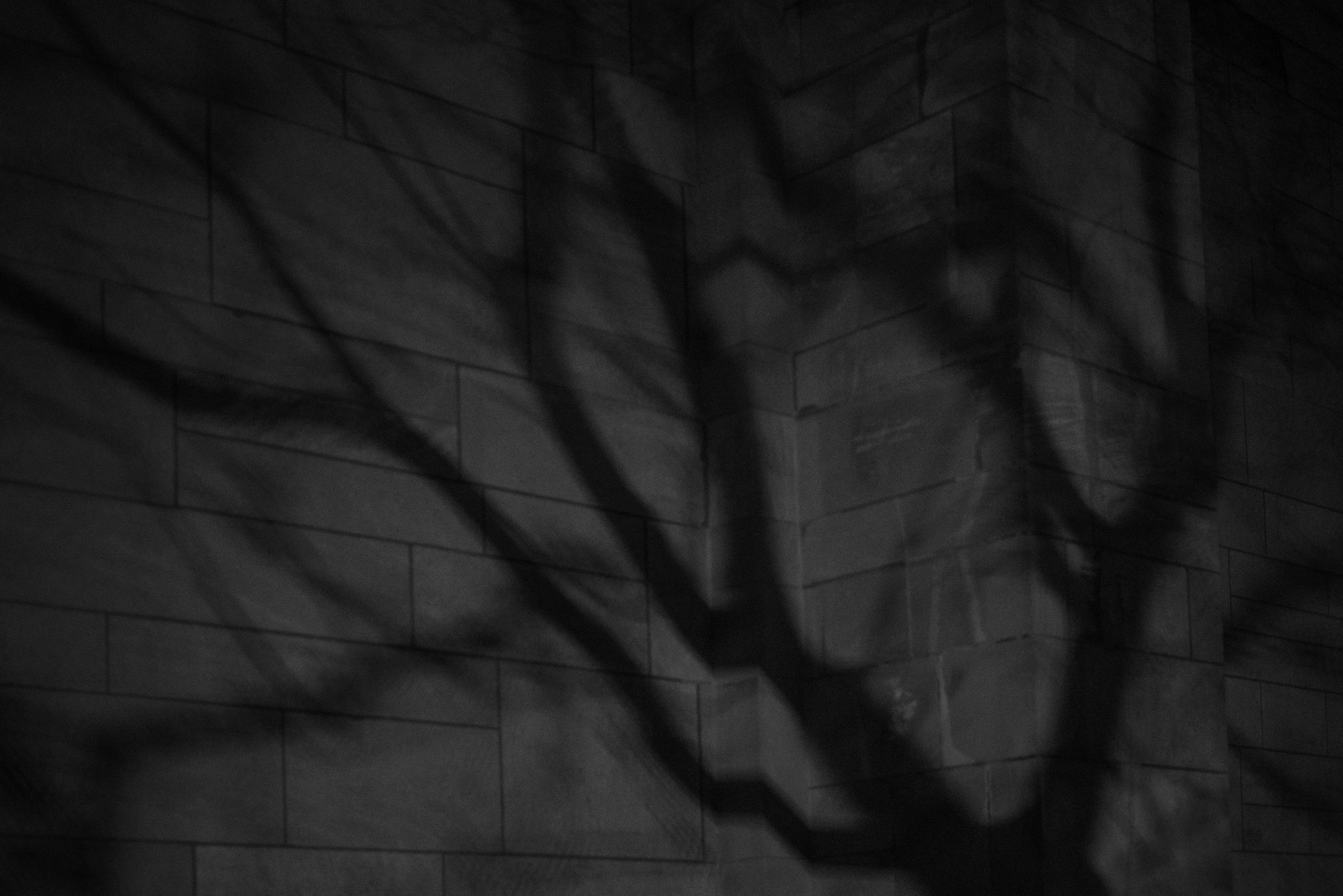 A tree's shadow spreads across the stone like a crack in the wall.