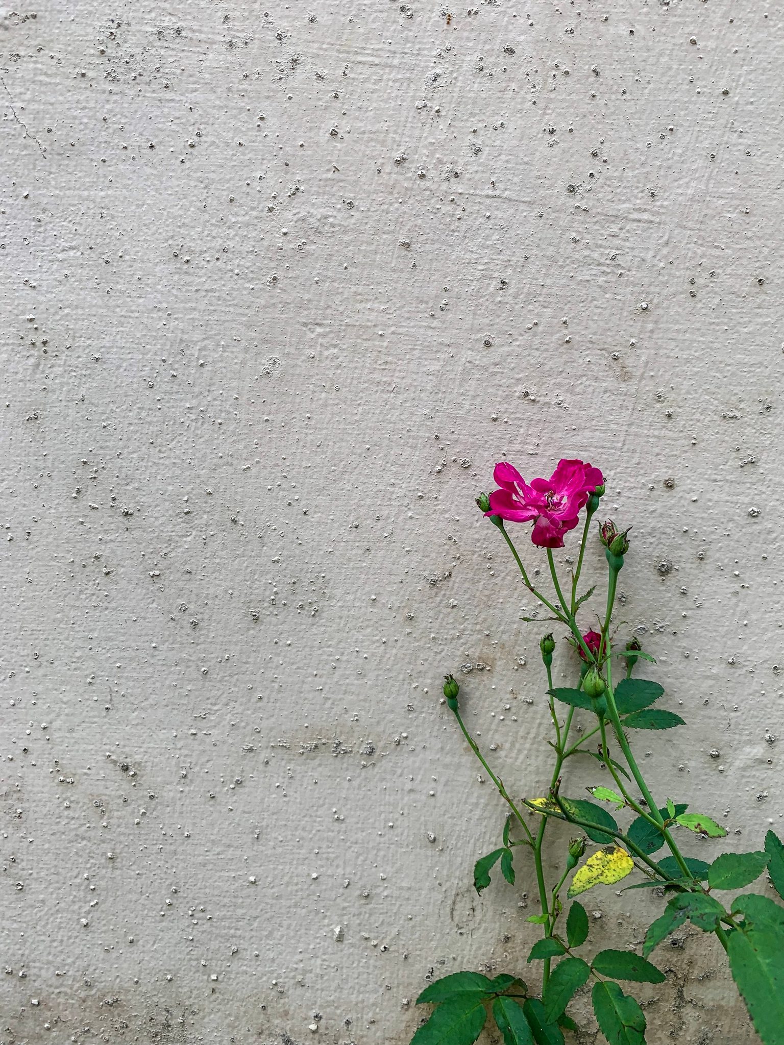 A single pink rose blooms against a white wall.
