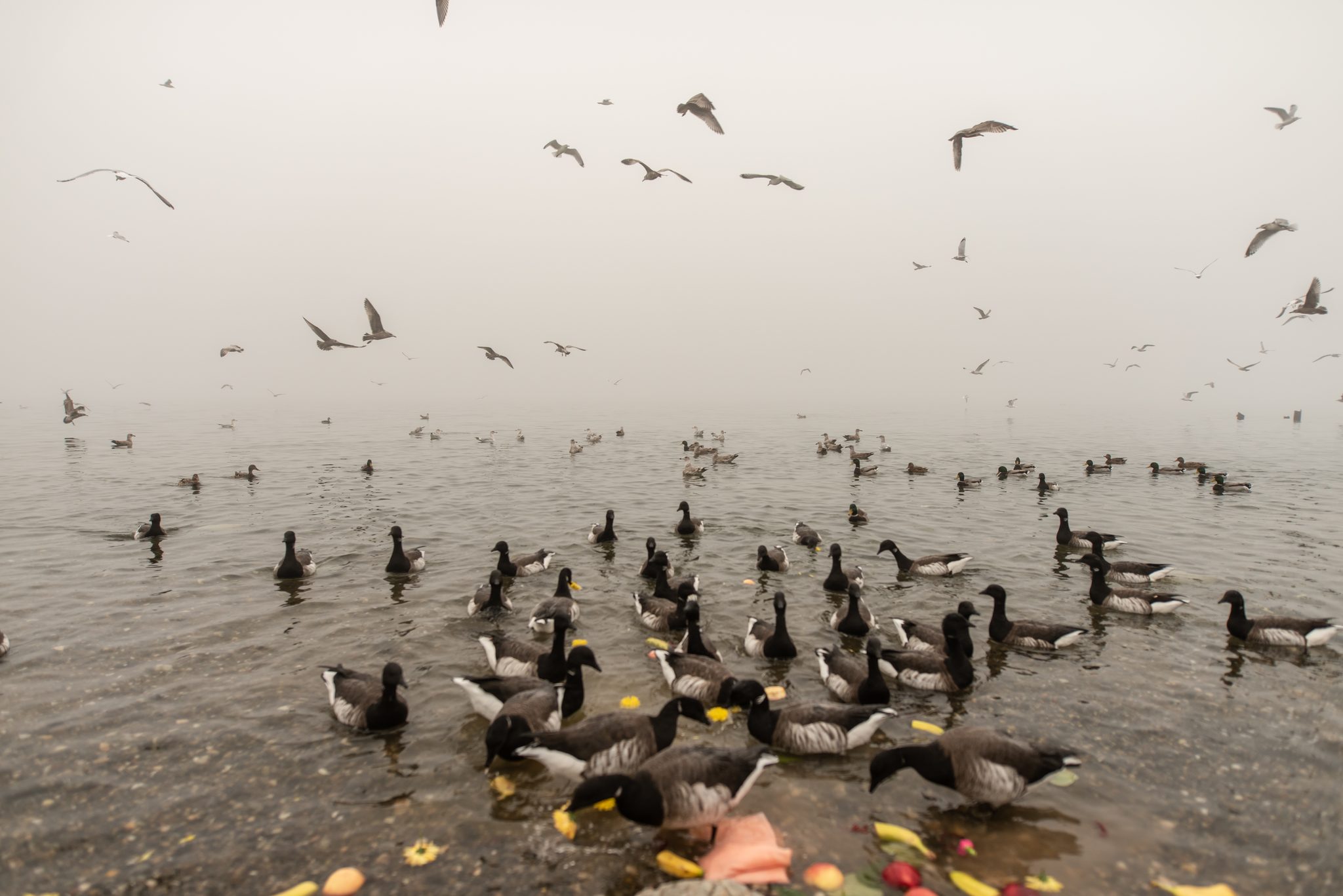 Geese and gulls crowd the shallows, lifting off into the fog.