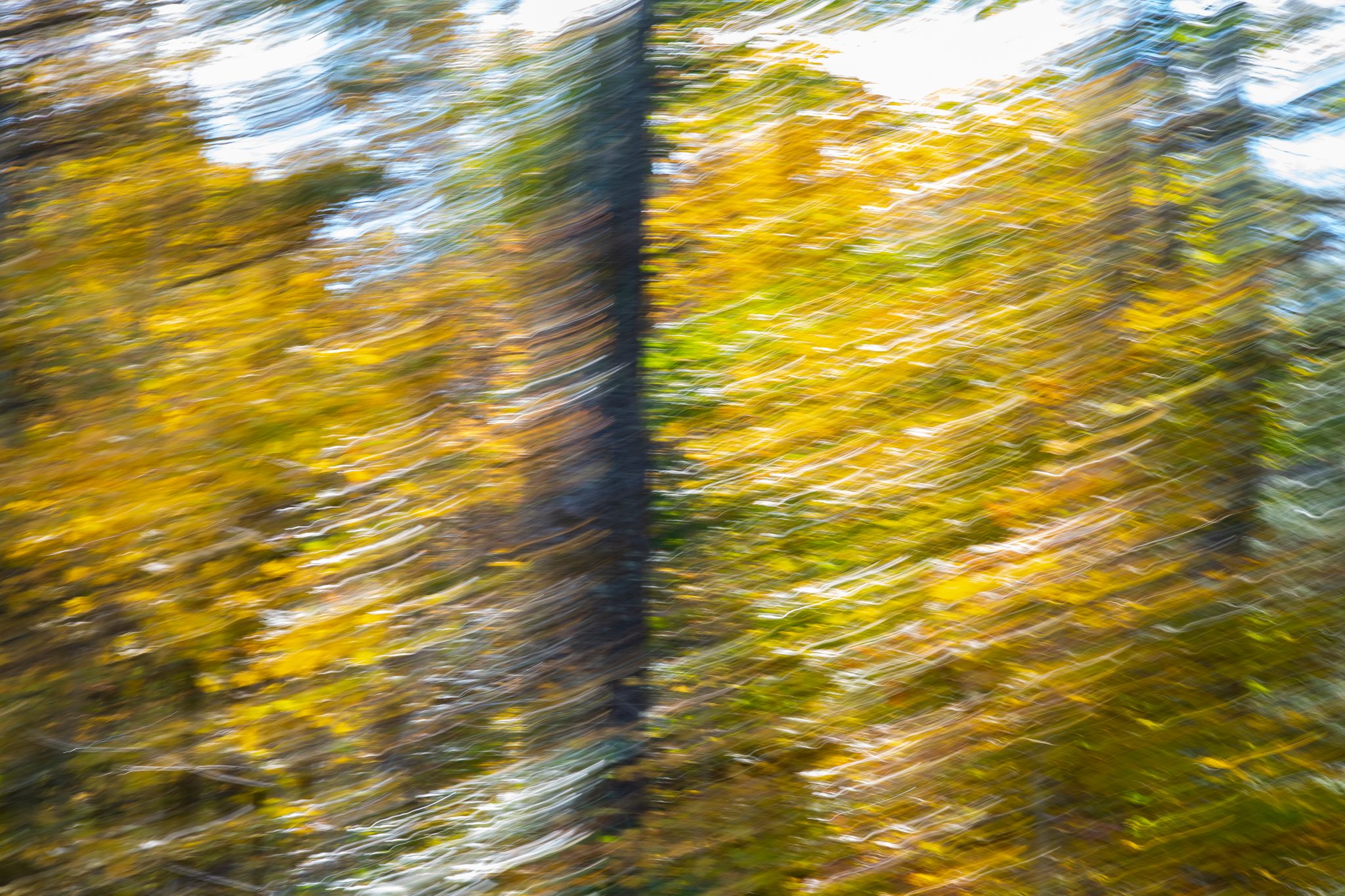 October color, pulled by a moving camera into streaks of gold.