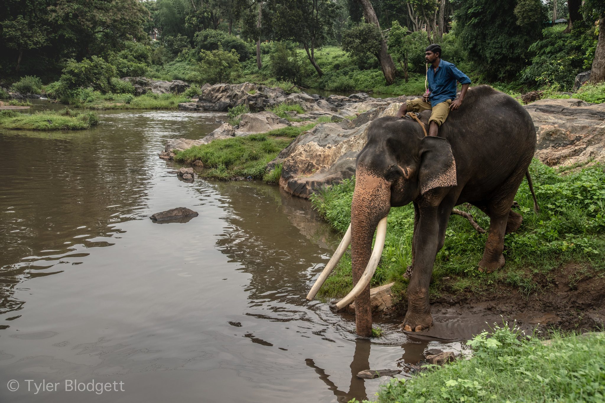 A mahout rides his tusker down to the river, neither of them in any hurry.