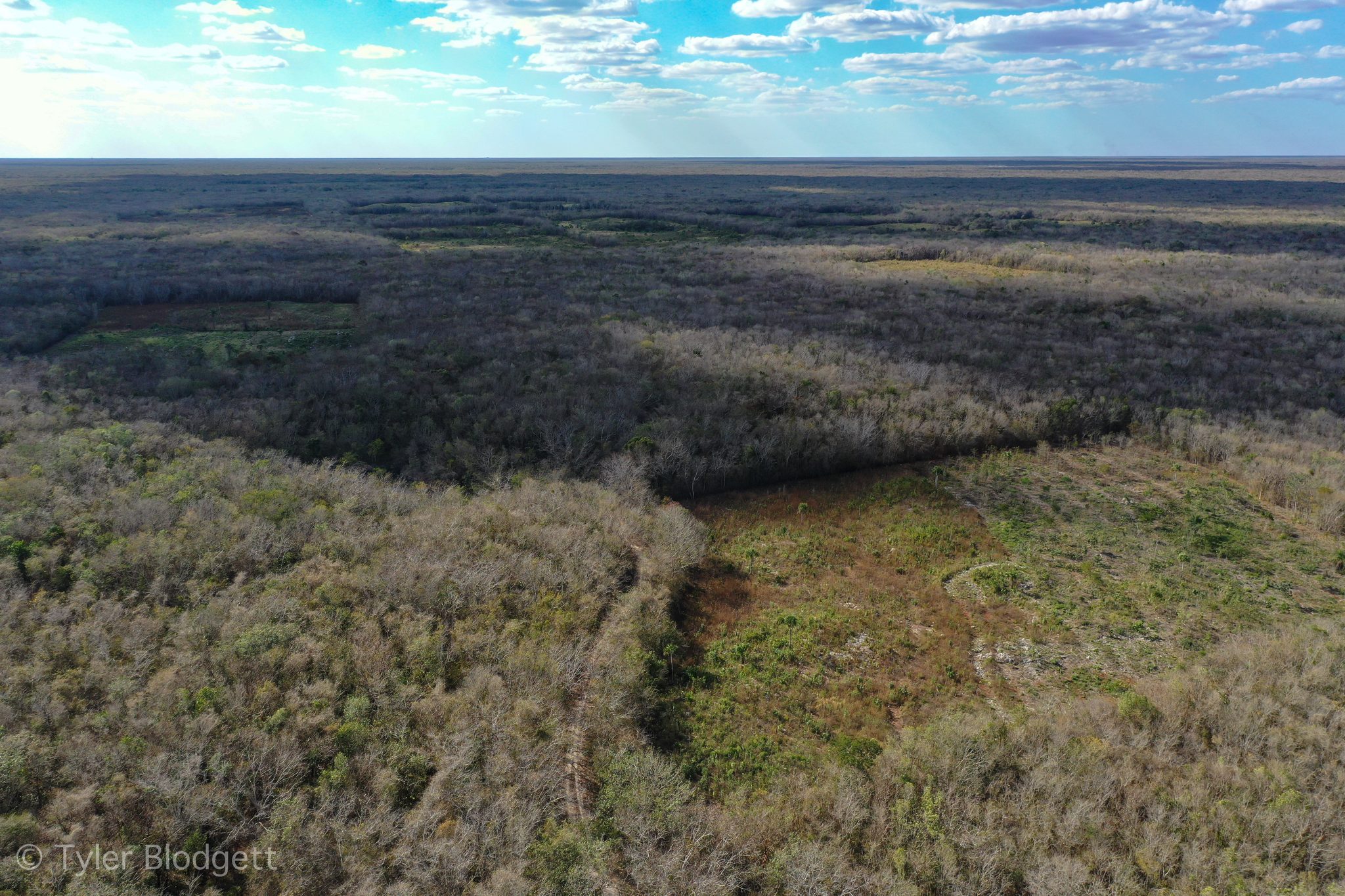 From above, the flat scrub forest runs all the way to the horizon.