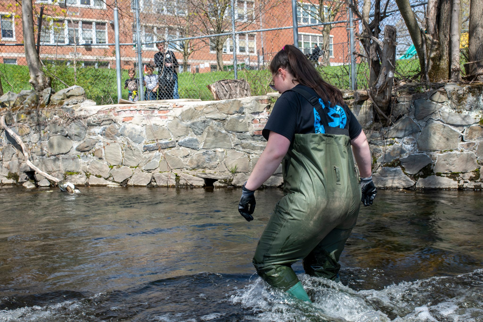 In waders, a volunteer works her way up the creek.