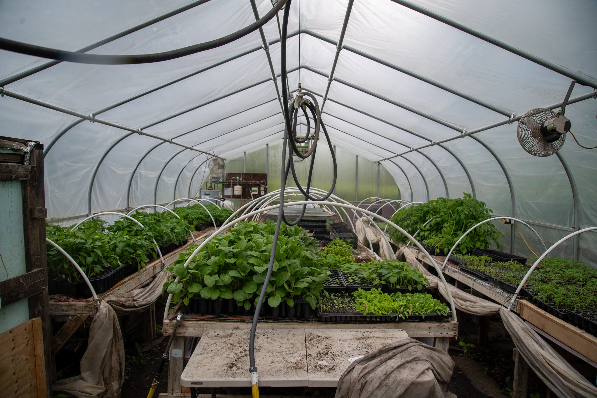 Seedlings fill the tables inside the hoop house.