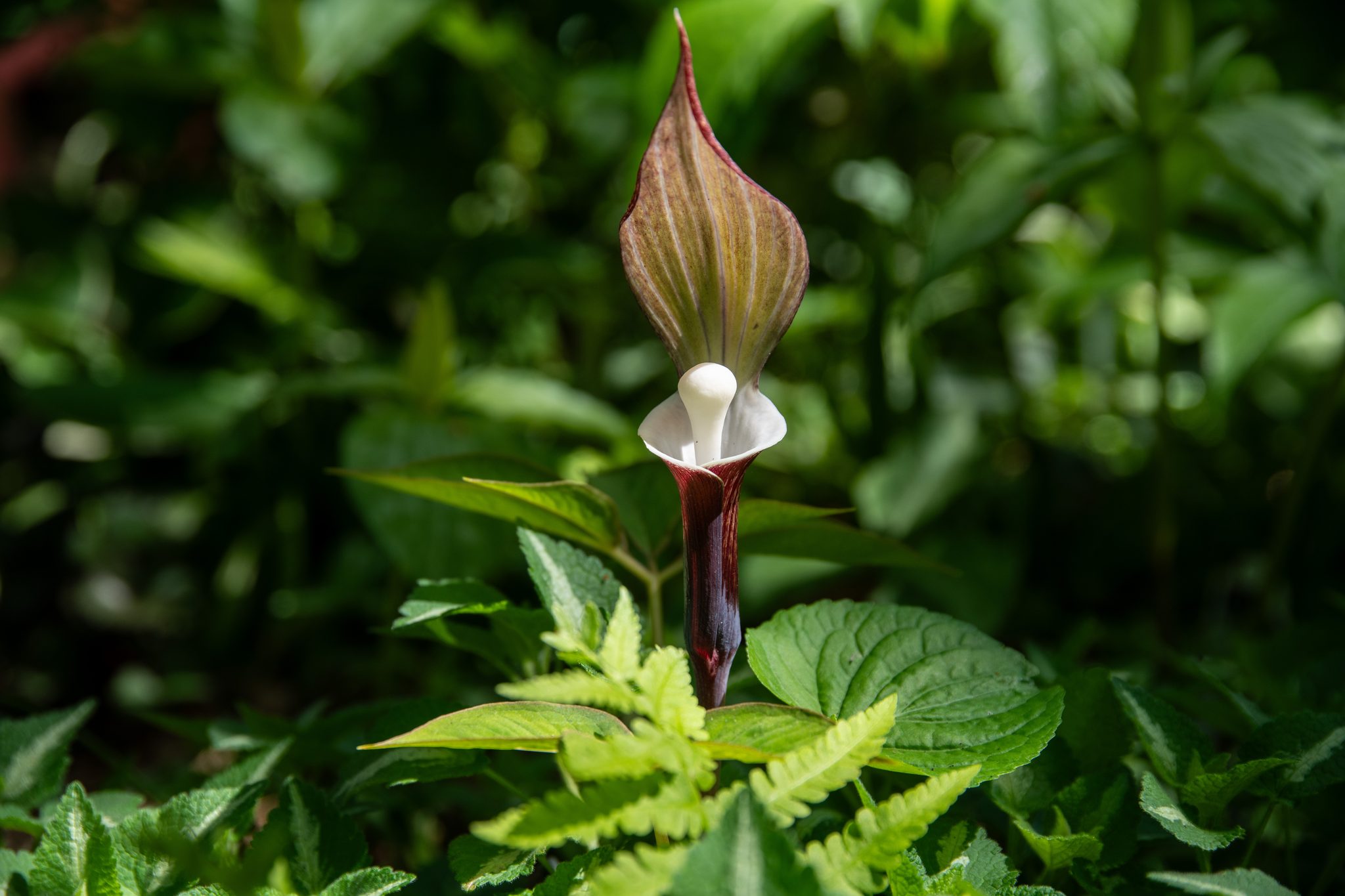 A jack-in-the-pulpit lifts its striped hood out of the May understory.