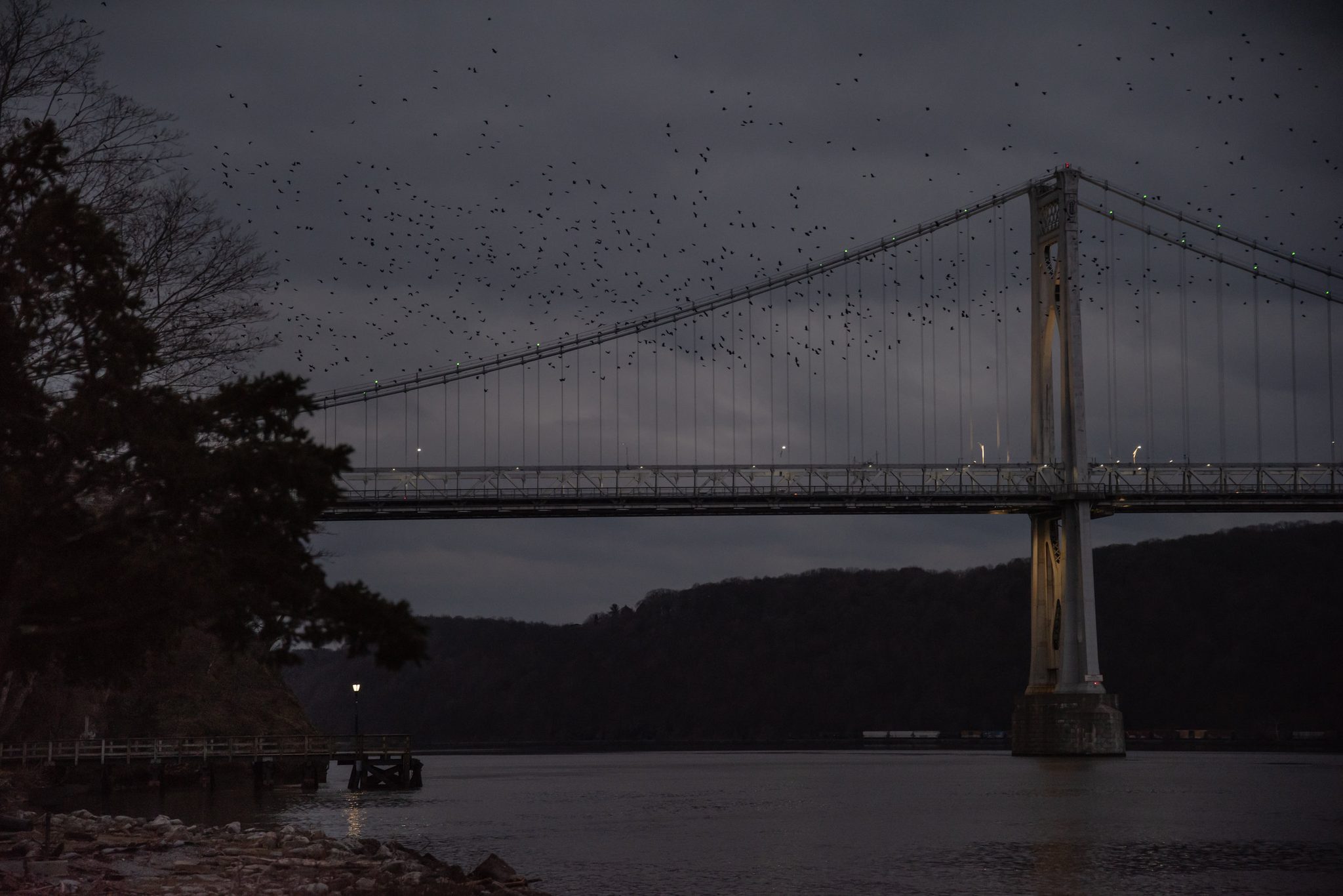 A flock of birds scatters across the gray sky above the Mid-Hudson Bridge.
