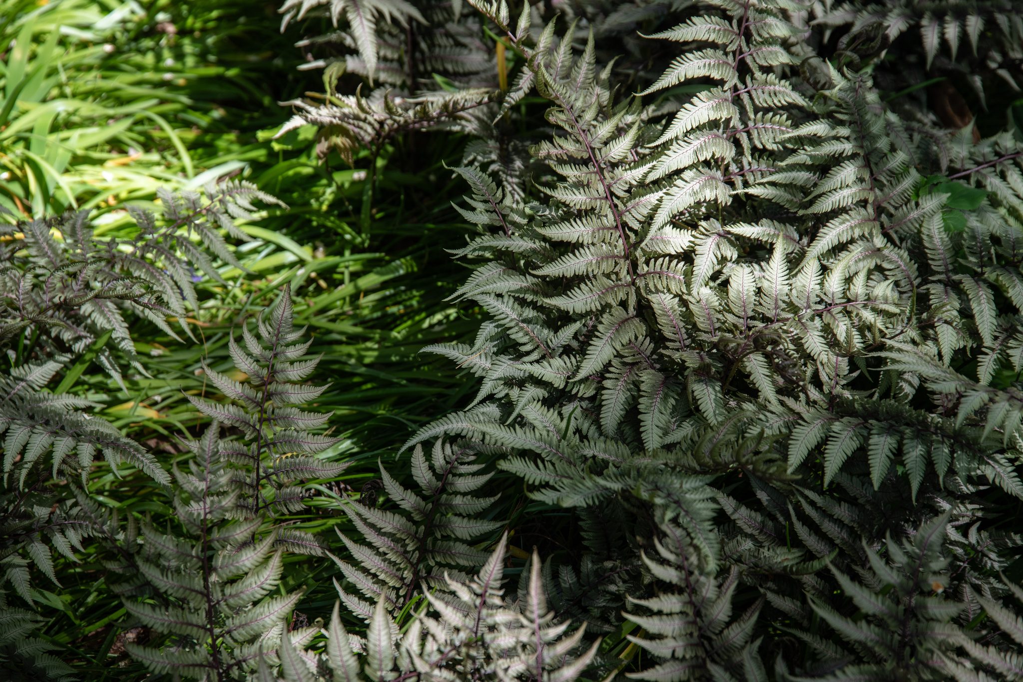 Painted fern catches the light in silver and plum, deep in the shade garden.