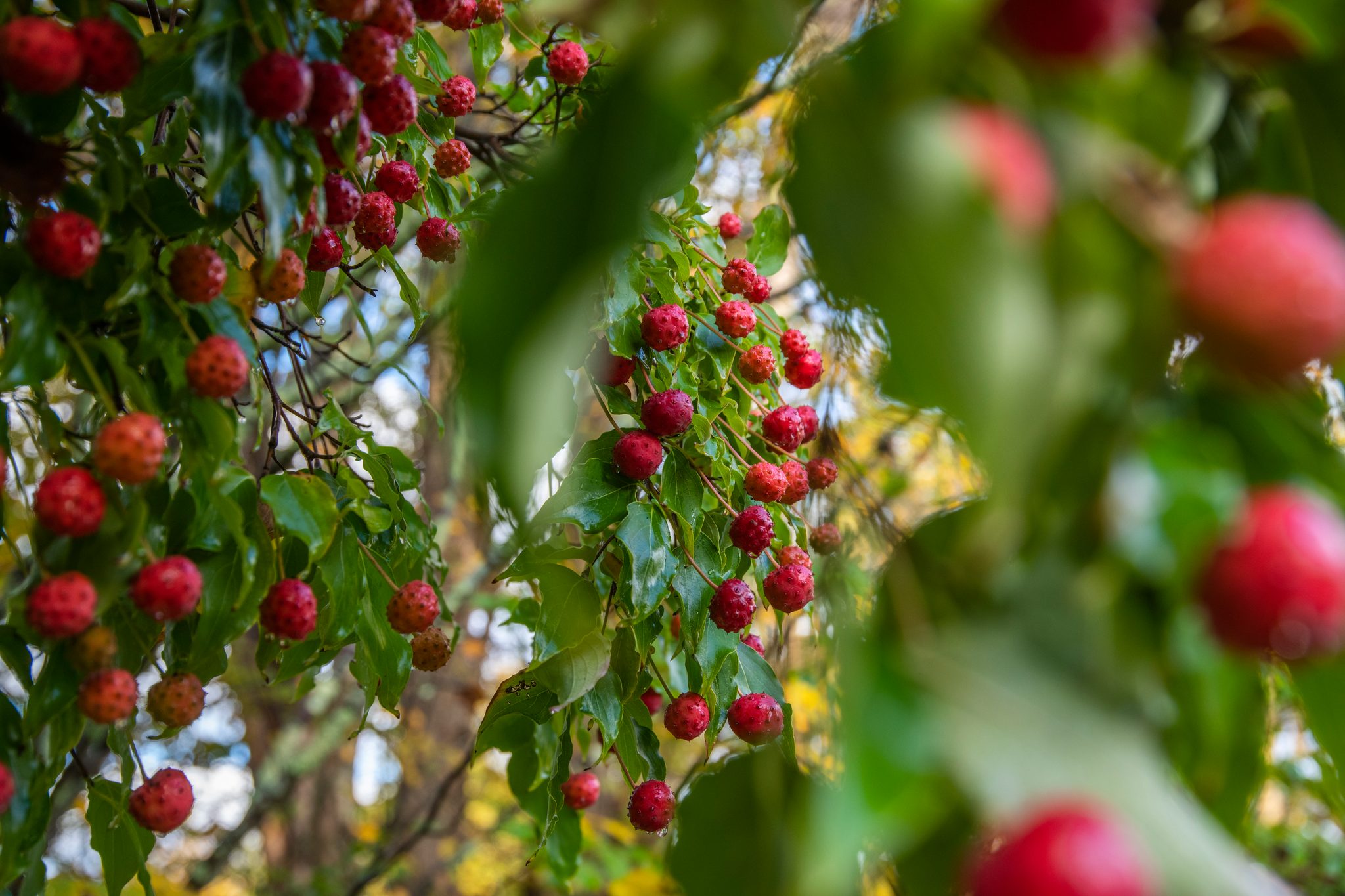 Kousa dogwood fruit hangs heavy in October.
