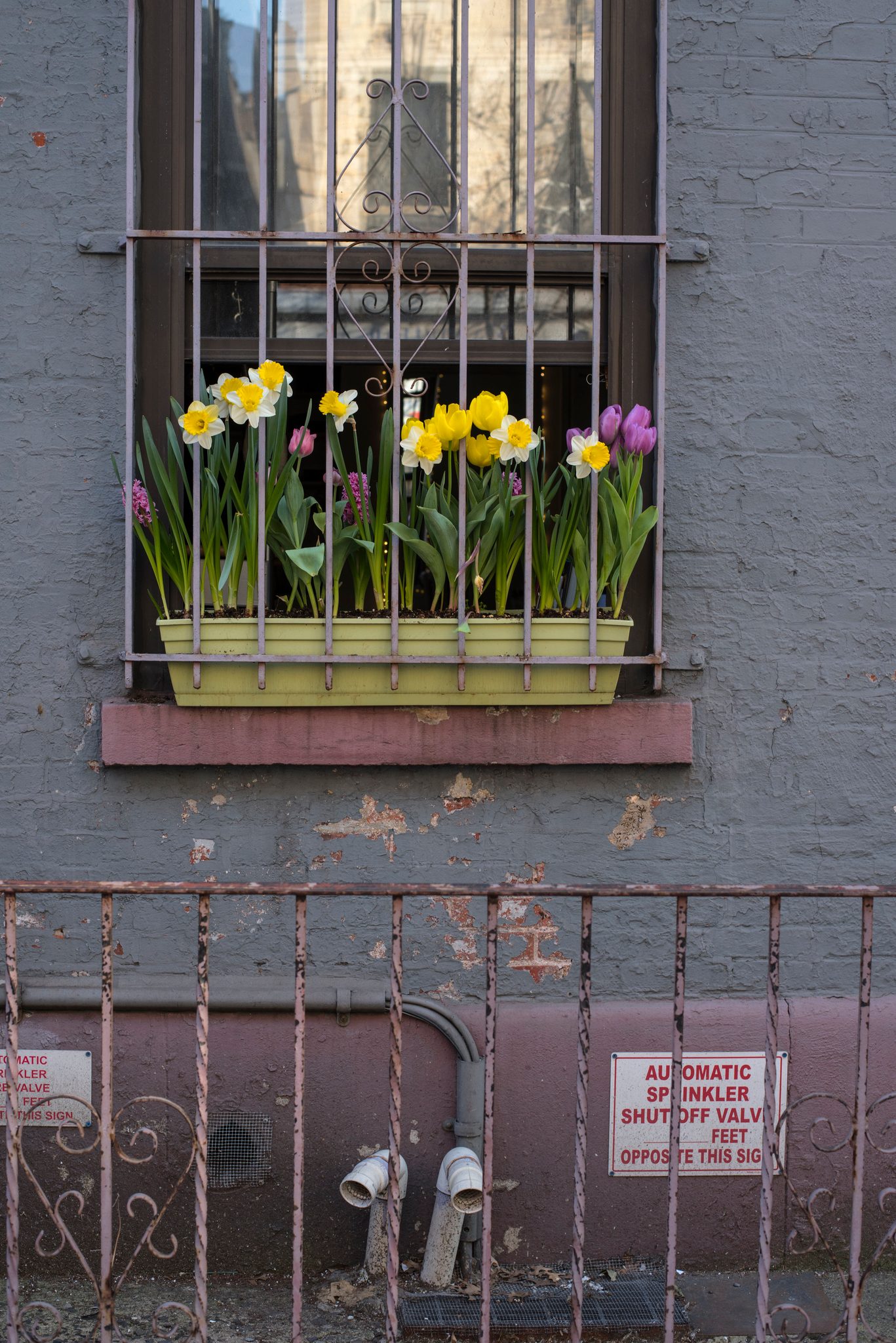 Tulips and daffodils crowd a window box behind the bars.
