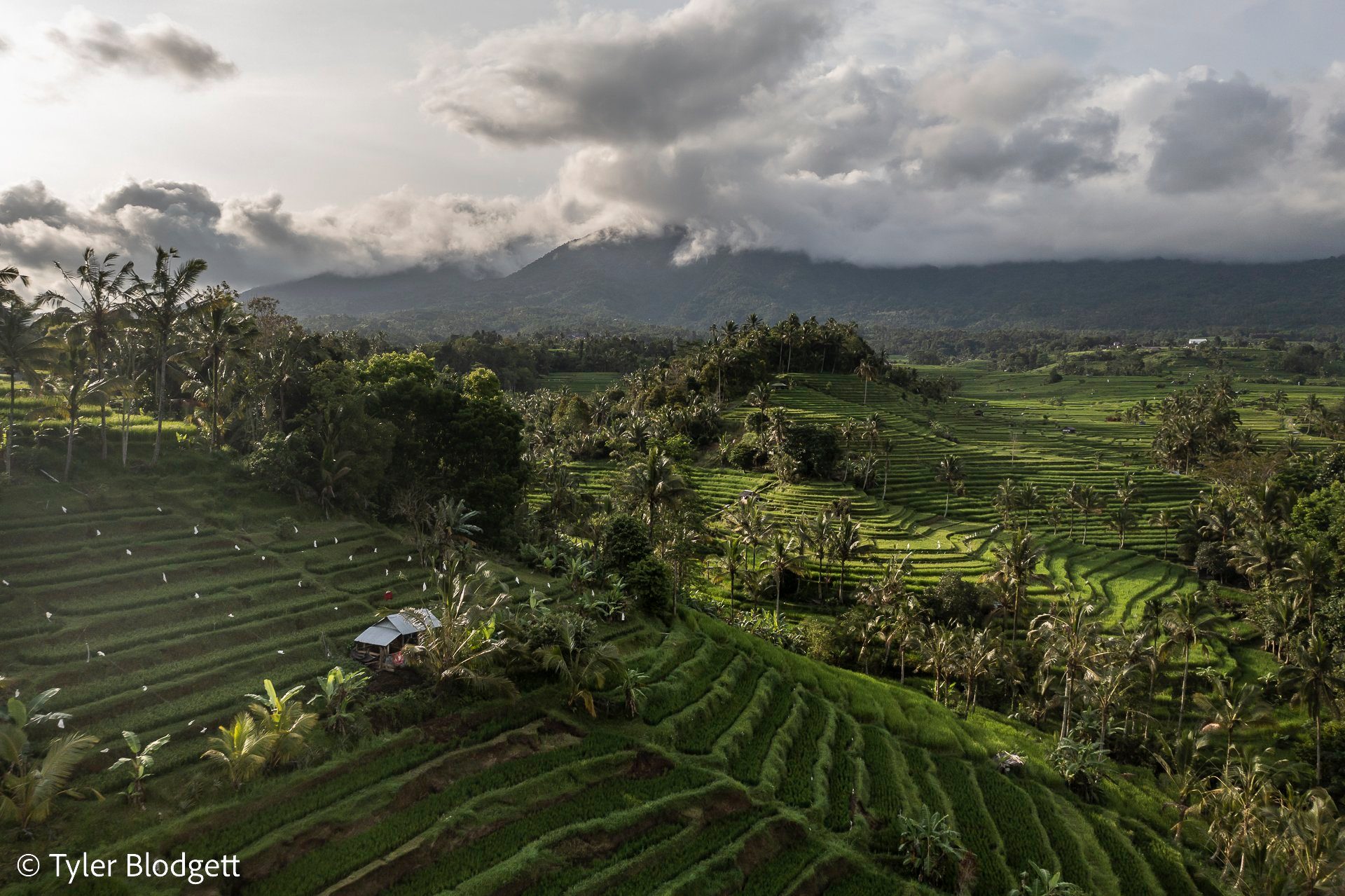 Rice terraces step down the slopes in every shade of green. The mountain keeps its head in the clouds.