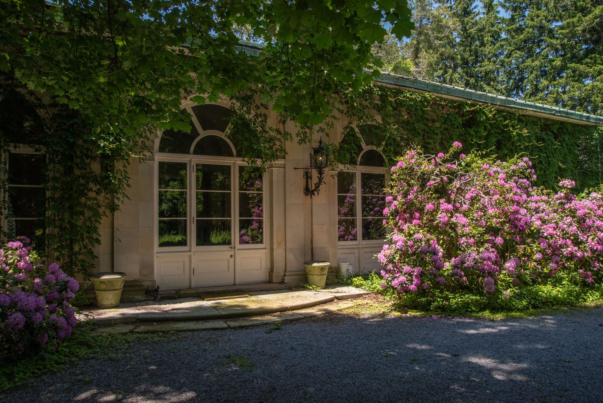 Arched French windows set in pale stone, half hidden behind rhododendrons in full pink bloom and trailing vine.
