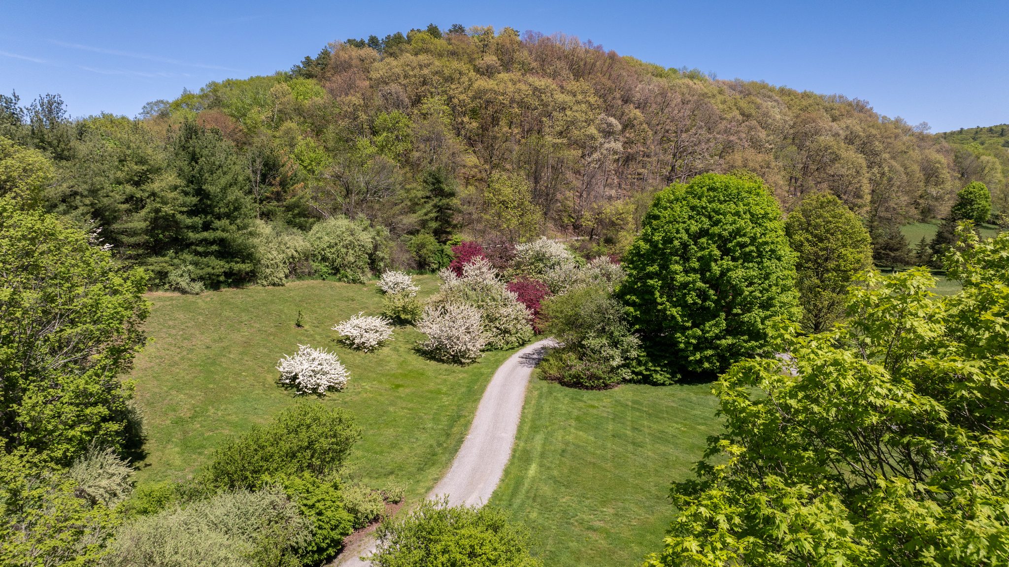 Flowering trees break out in white and magenta along the drive, the hillside behind them only beginning to leaf out.