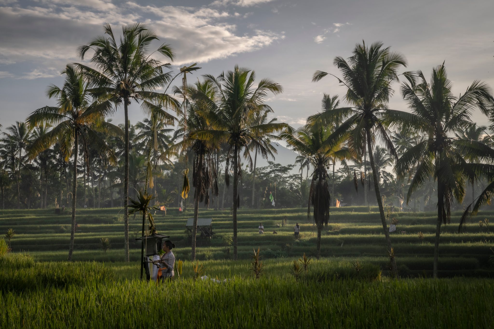 Palms rise over the terraces as a lone figure tends a shrine among them.