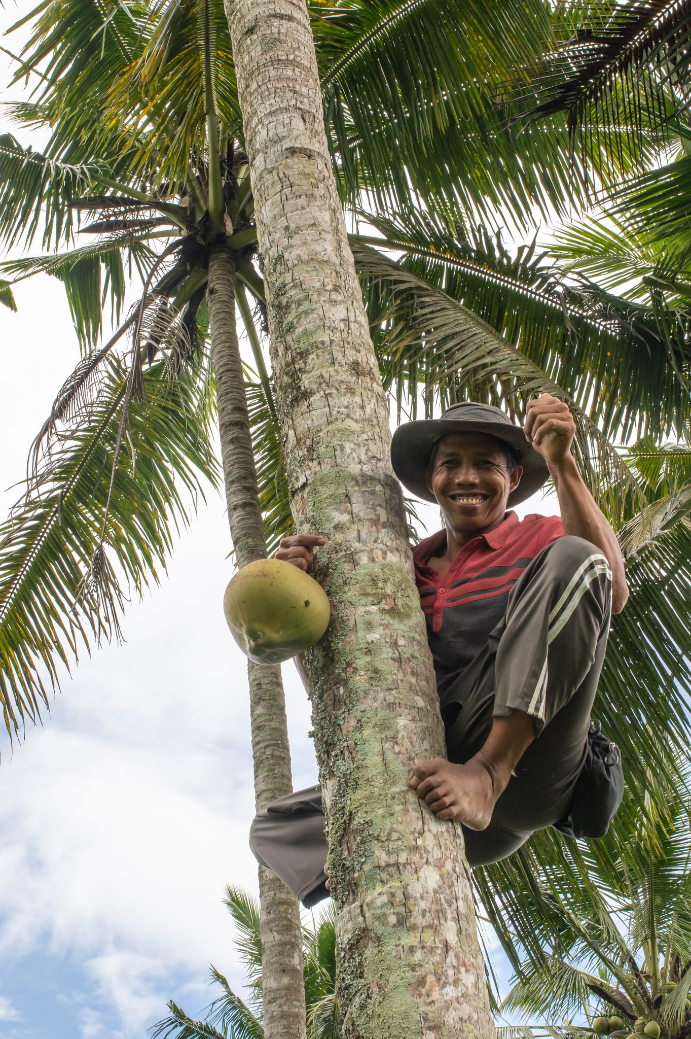 Halfway up the trunk, a climber grins down, coconuts dangling beside him.