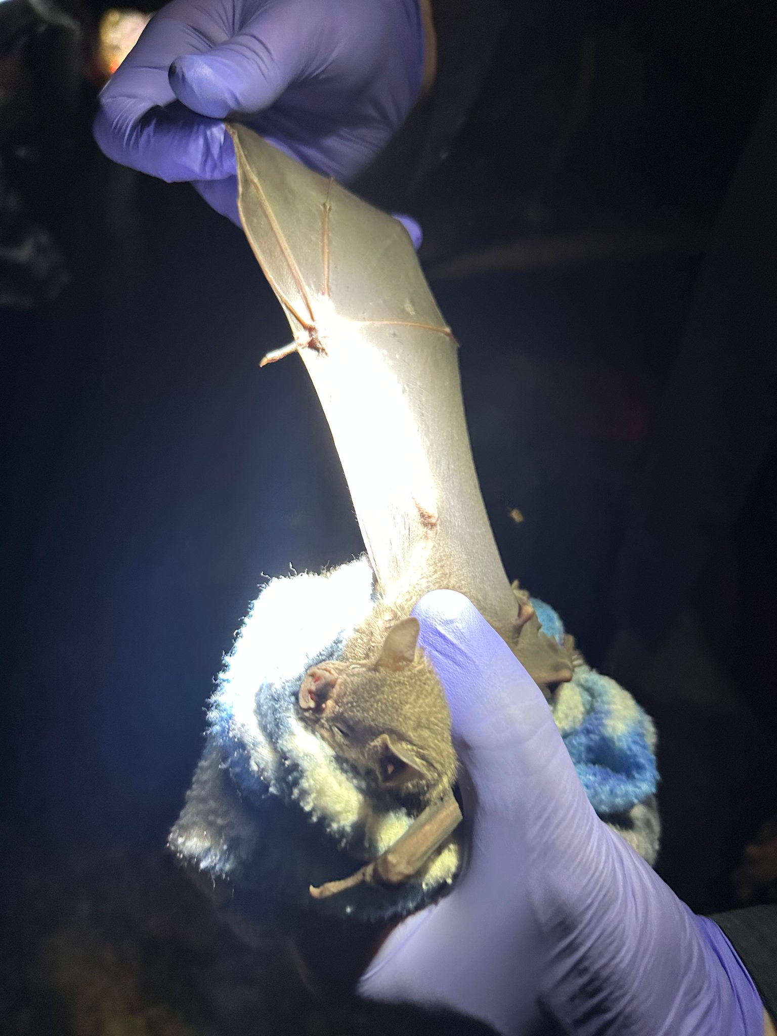 A bat's wing spread open between gloved fingers under the lamp.