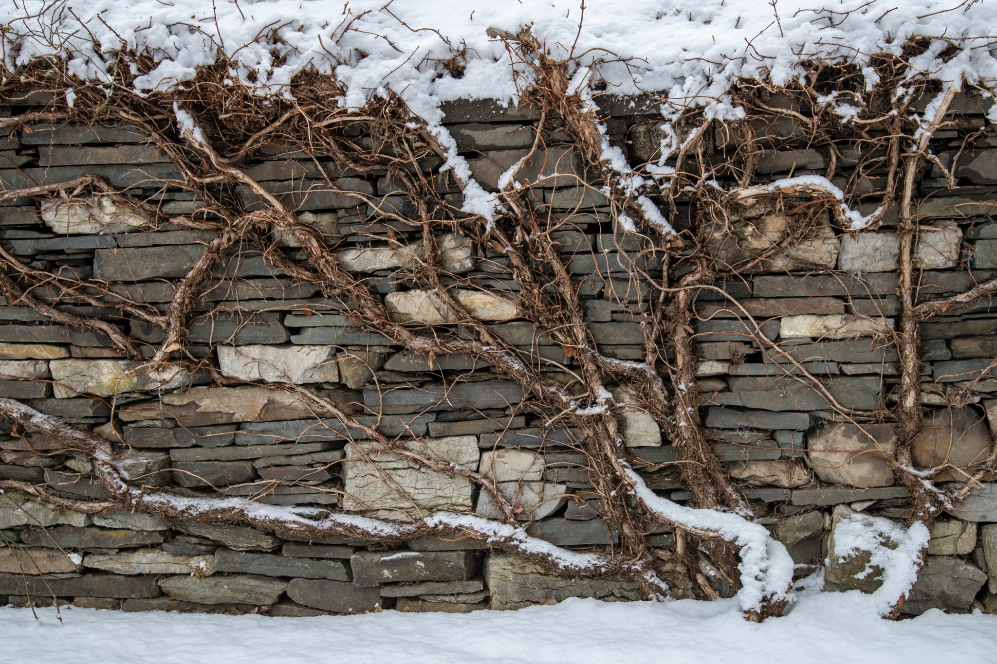 Bare vines grip a dry stone wall under fresh snow.