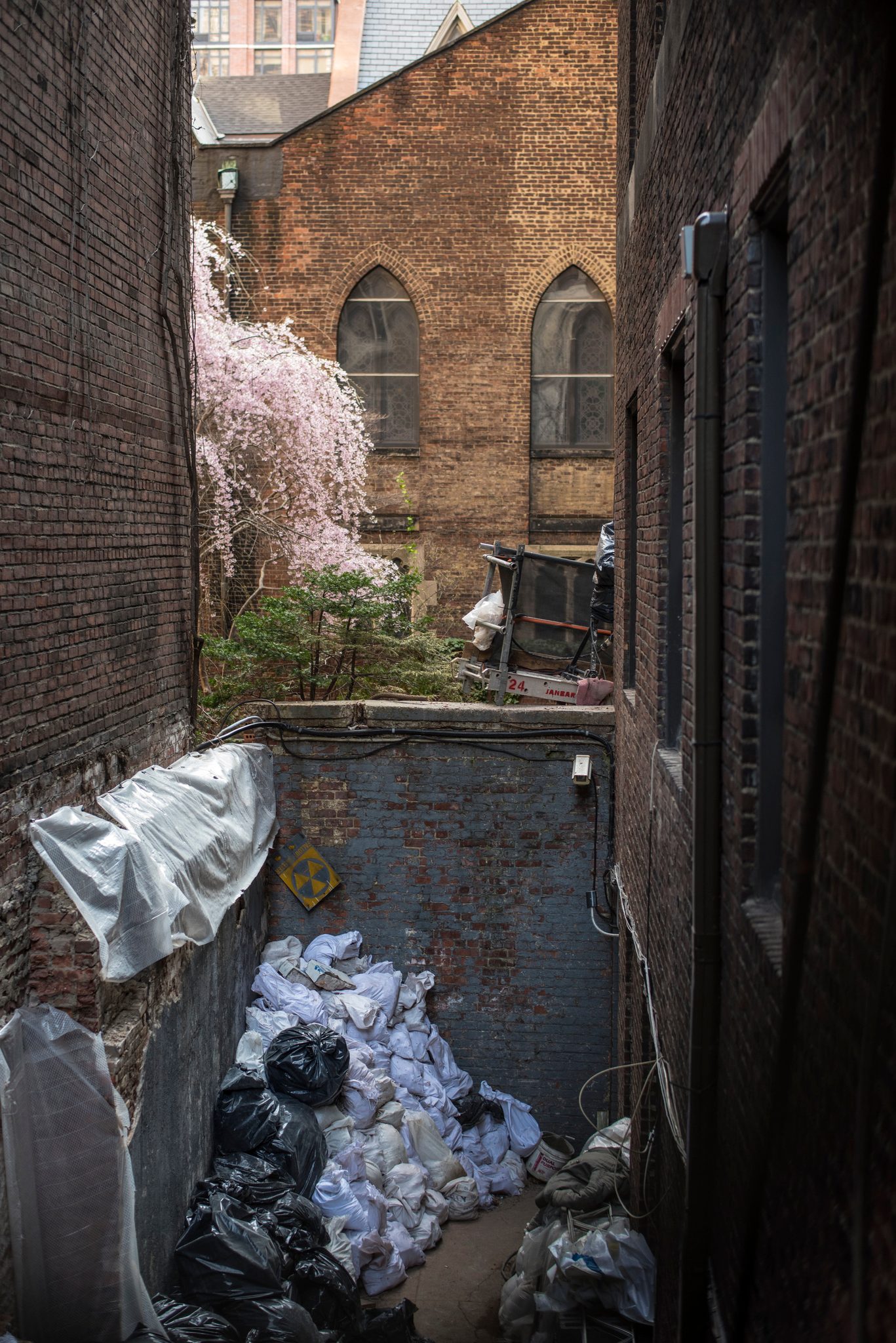 Between brick walls, a cherry tree blooms over a courtyard of trash bags.