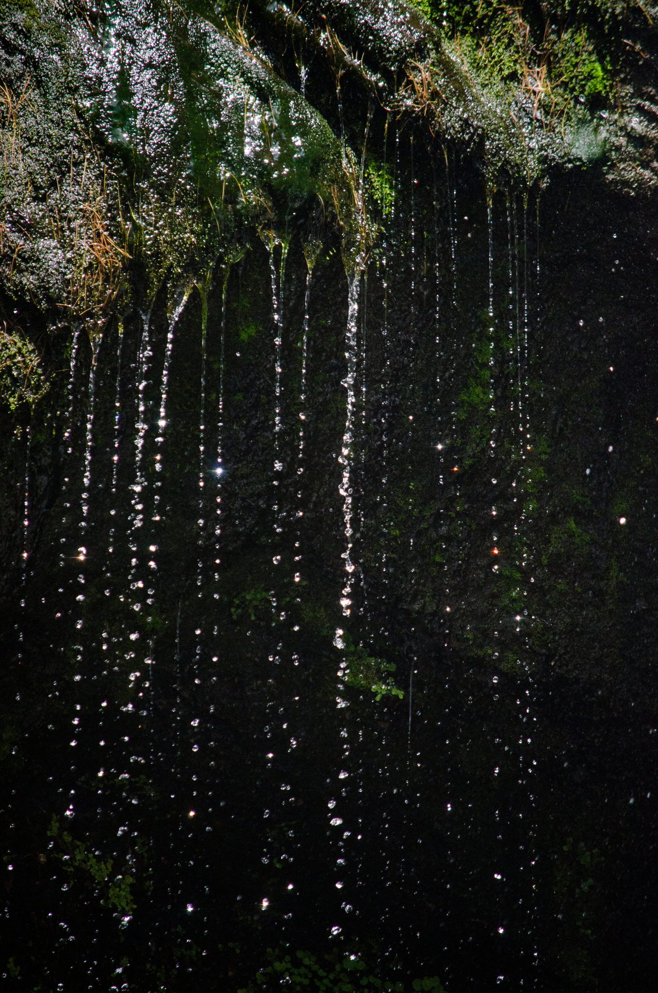 Drops fall like beads of light from a mossy ledge.