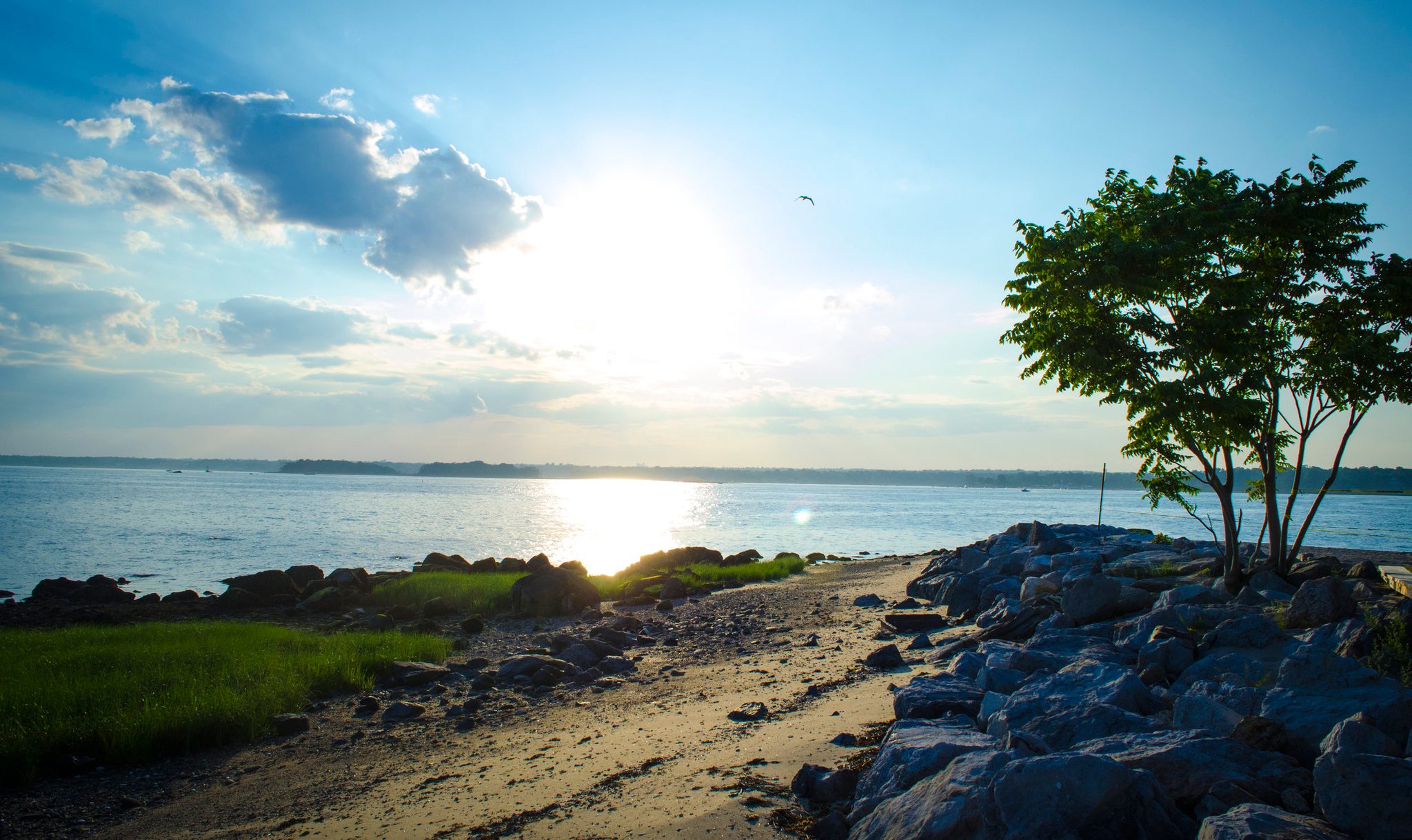 The sun blazes over the Sound beside a lone tree on the rocks.