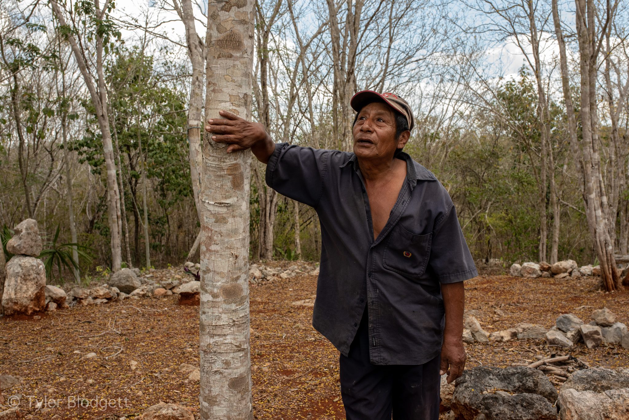 A man rests his hand on a pale trunk and looks up into the forest.