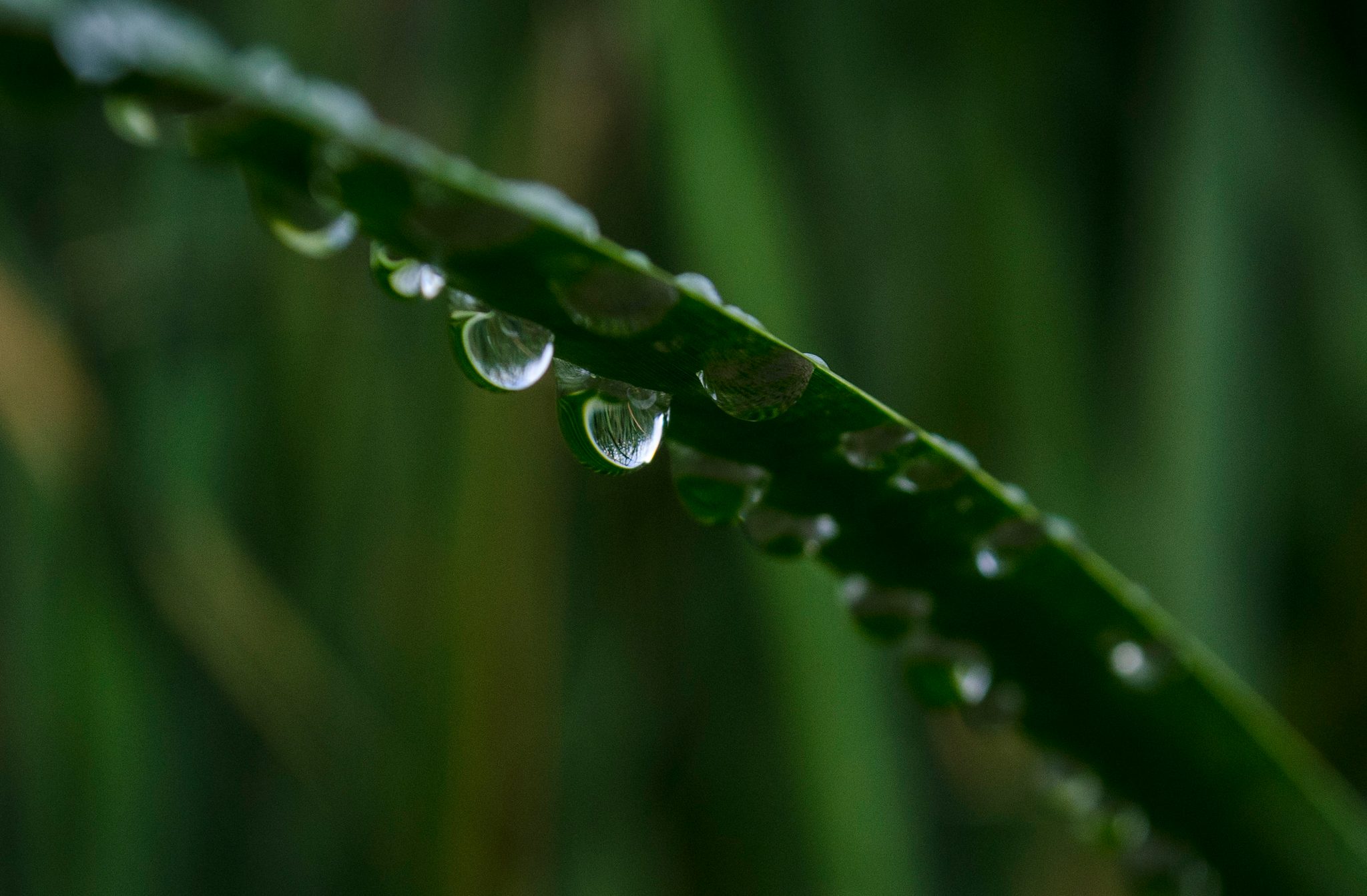 Water beads along a single blade of grass.