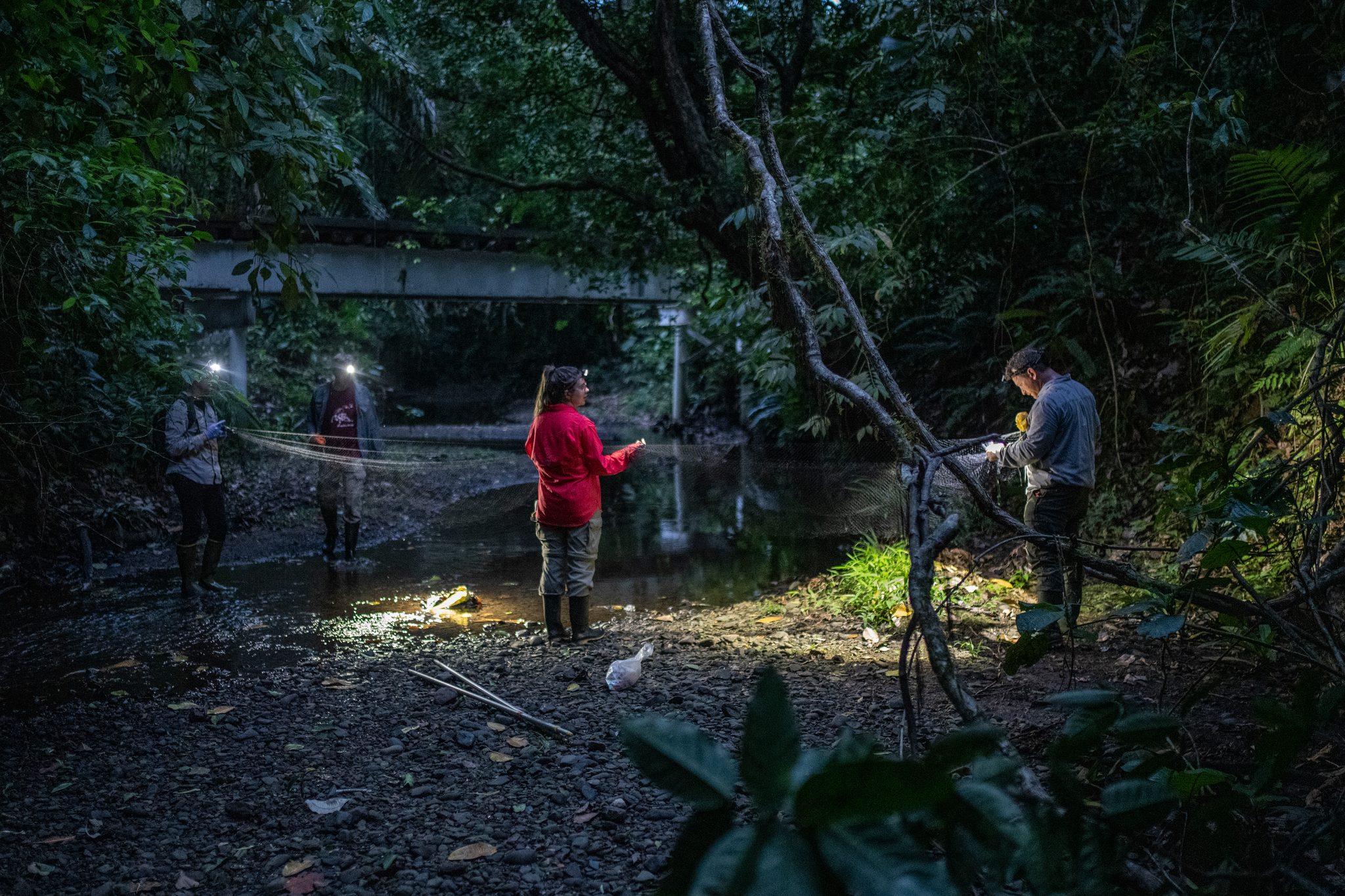 Headlamps scattered along the stream where the nets are strung.