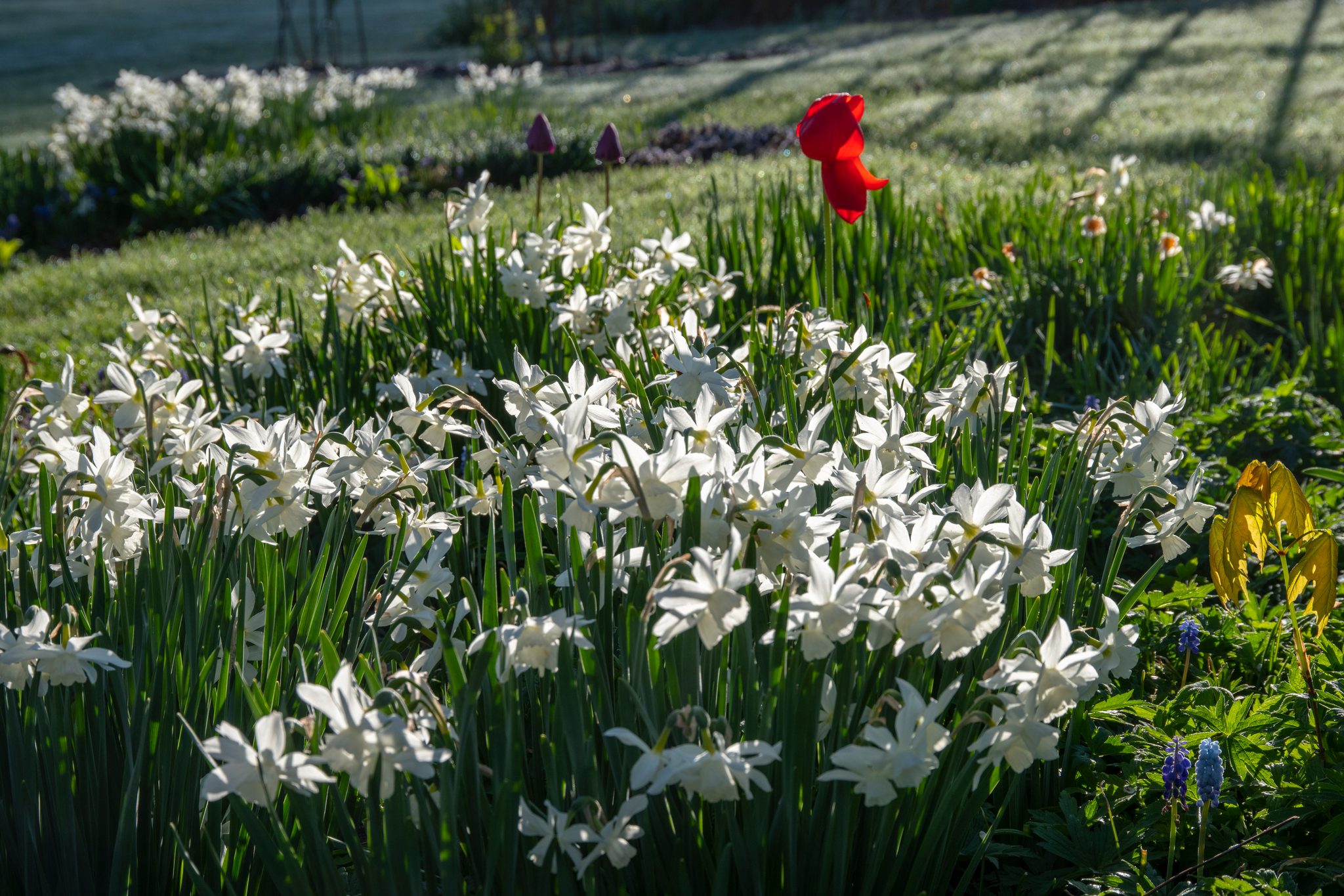 Daffodils and a single red tulip catch the low morning sun.